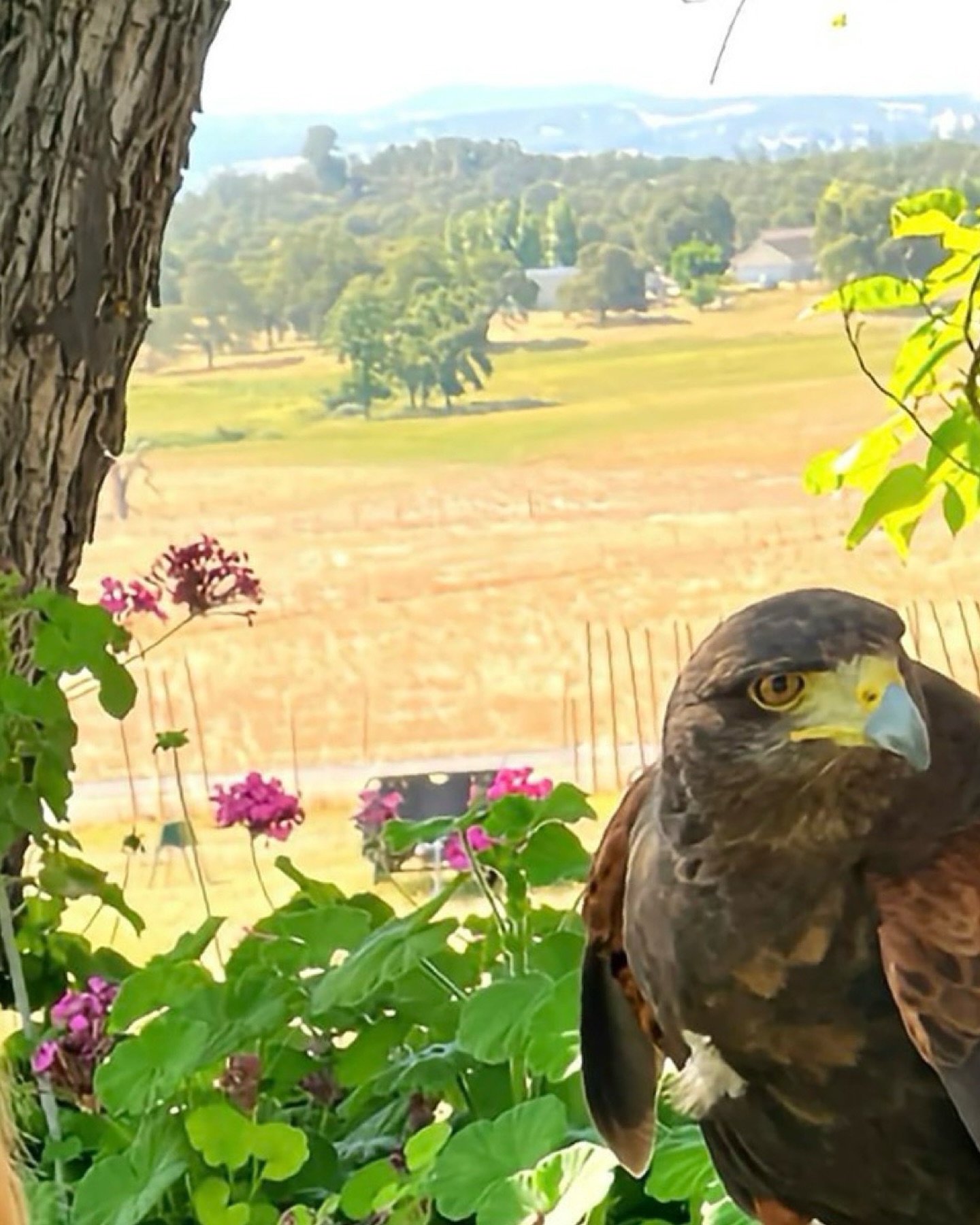 Before we gathered around podcasts, fires, or stages, hawks gathered on thermals.
A kettle — beautiful, wild, word-worthy.
Hashtags:
#GatheringsInNature #KettleOfHawks #PodcastPoetry #AncientGatherings #WildWisdom #CollectiveNouns #NatureKnows #HawkWatching #LanguageInFlight