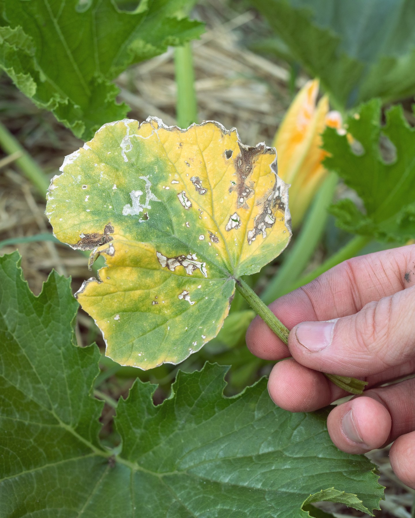 Viroless, deine growing solution für virale und bakterielle Infektionen
Unser Produkt hat eine gute vorbeugende Wirkung und reduziert dadurch auch die Übertragbarkeit durch Insekten. Es erhöht die Bildung von Abwehrstoffen und fördert die Pflanzengesundheit und Vitalität.
intact - experience the difference for a new agriculture 🧡
#intactsolutions #growingsolutions #zeroresidue