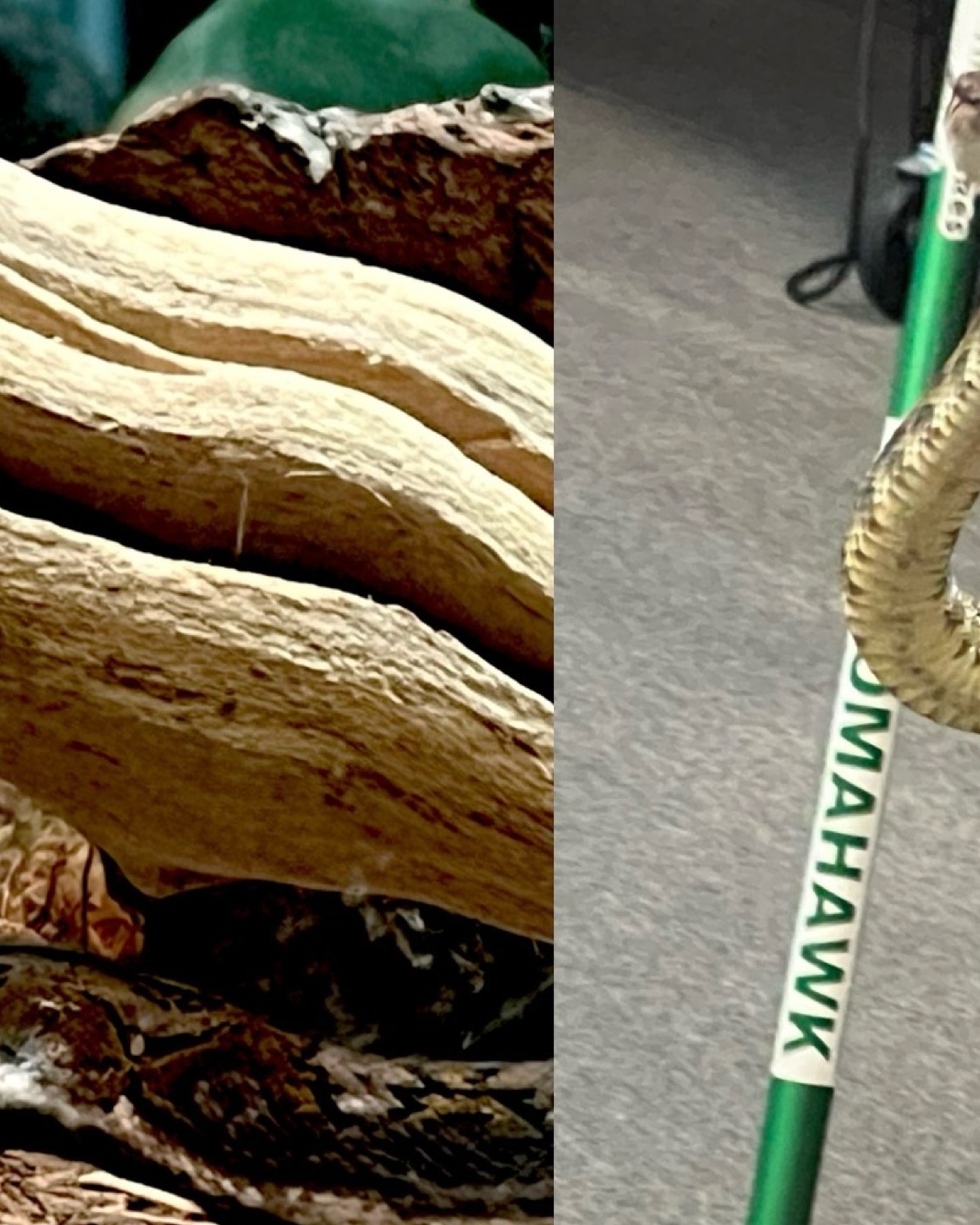 Save the snakes, save the planet. 🐍 Organizations like @savethesnakes work worldwide to protect both snakes and communities. 🌍
#gatherofgatherings #rhumbaofrattlesnakes #savethesnakes #conservation #collectivenouns #podcast #listentomypodcast #snakes #rattlesnakes