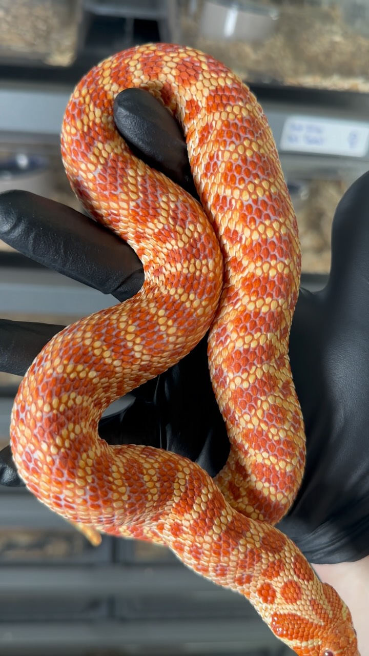This is one of our beautiful hognose snakes. She is an Extreme Red Albino Het Coral named ‘Scarlett’. #hognose #hognosesnake #heterodonnasicus #westernplainshognose