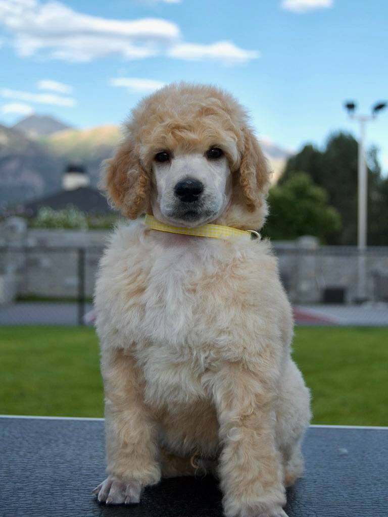 Welcome First Class Louis de Pointe du Lac- AKA Louie 💛 this sweet boy will be apart of our service dog program! Can’t wait to start training this sweet boy. Big thank you to his breeder @firstclassstandardpoodles
#servicedogpuppy #standardpoodlepuppy