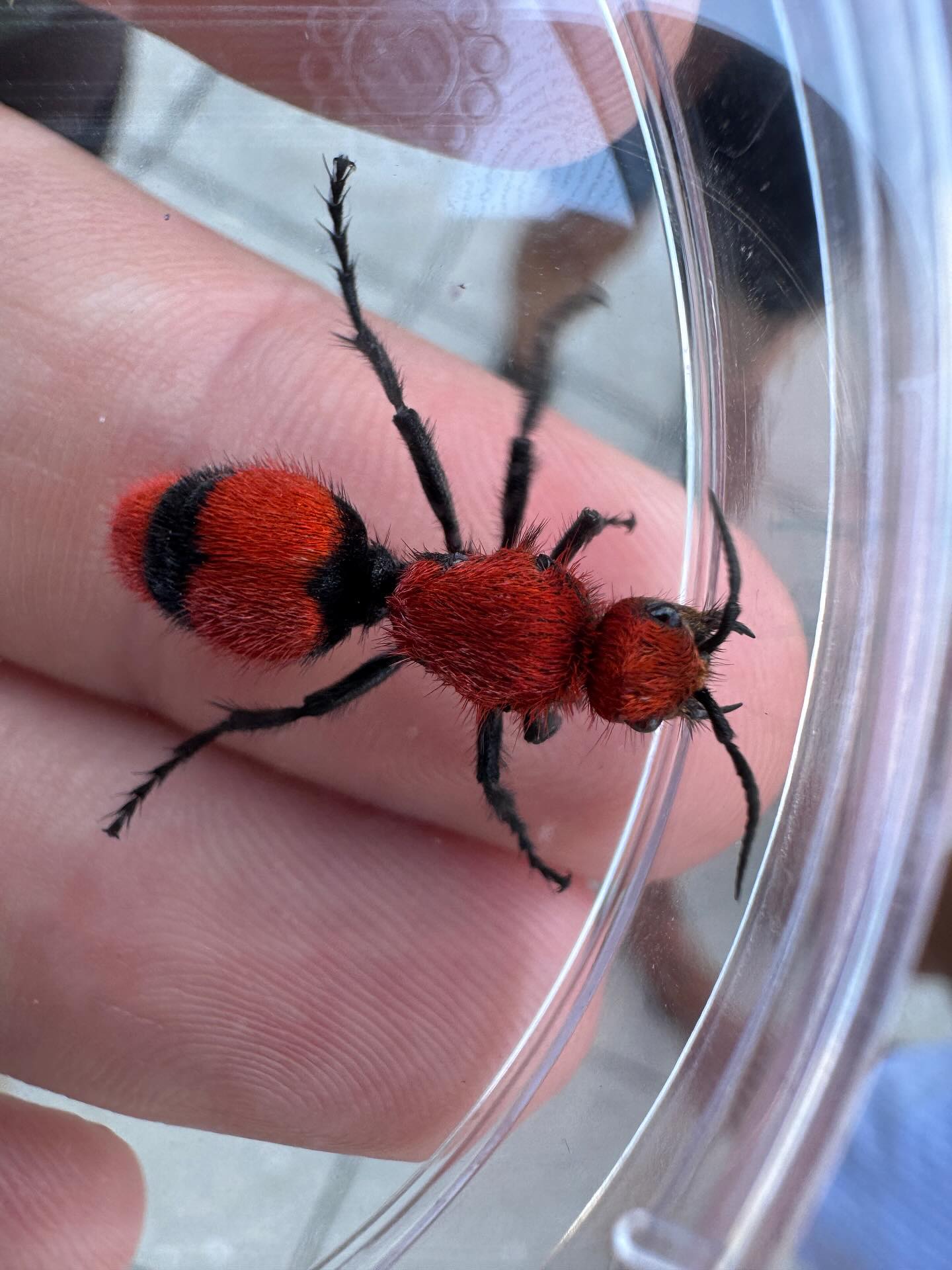 My crippling @inaturalistorg addiction is real and I’m LOVING IT. I always am looking out for cool critters but being able to share with other nature lovers is great. Here are some of my favorites from this month.