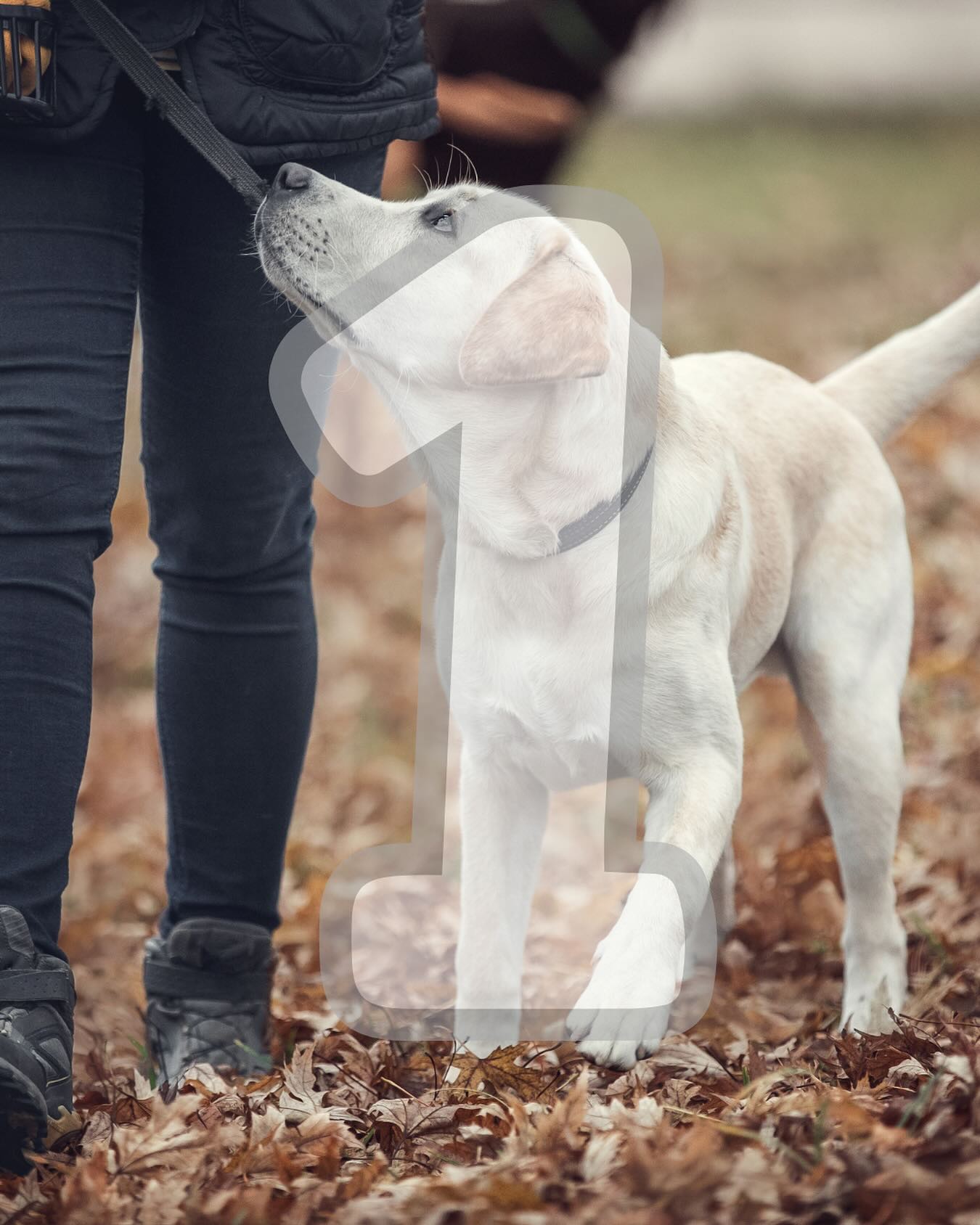 Tomorrow is Labrador Day. 🐾
Get ready for something that will change the way people access service dogs.
#LabradorDay #ServiceDogs #ComingSoon #GoodDogServiceCanines