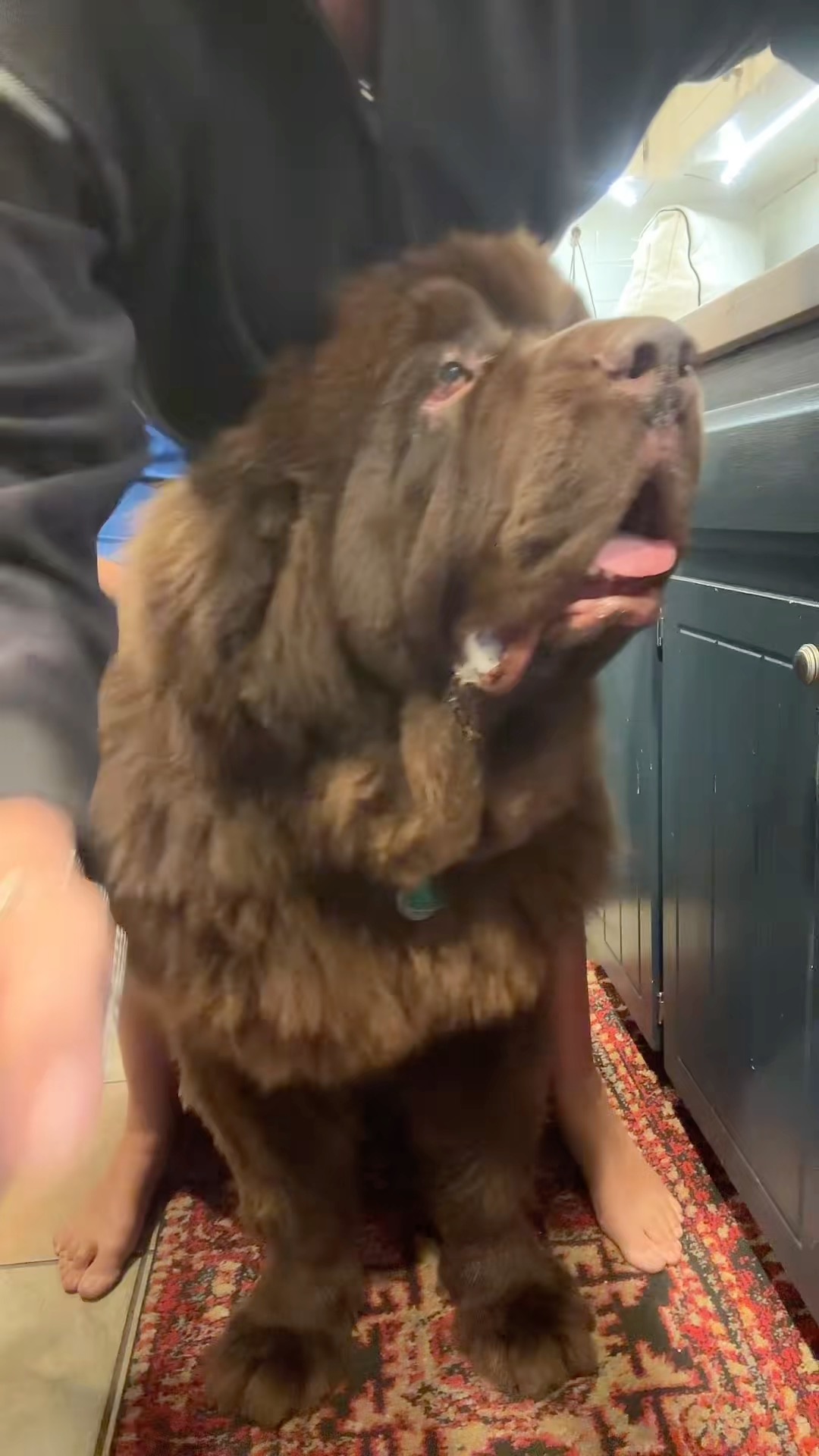 I laugh every time I watch this. A TikTok trend we had to try and it didn't disappoint. 😂
#sventhenewf #dog #elephantears #dogsofinstagram #