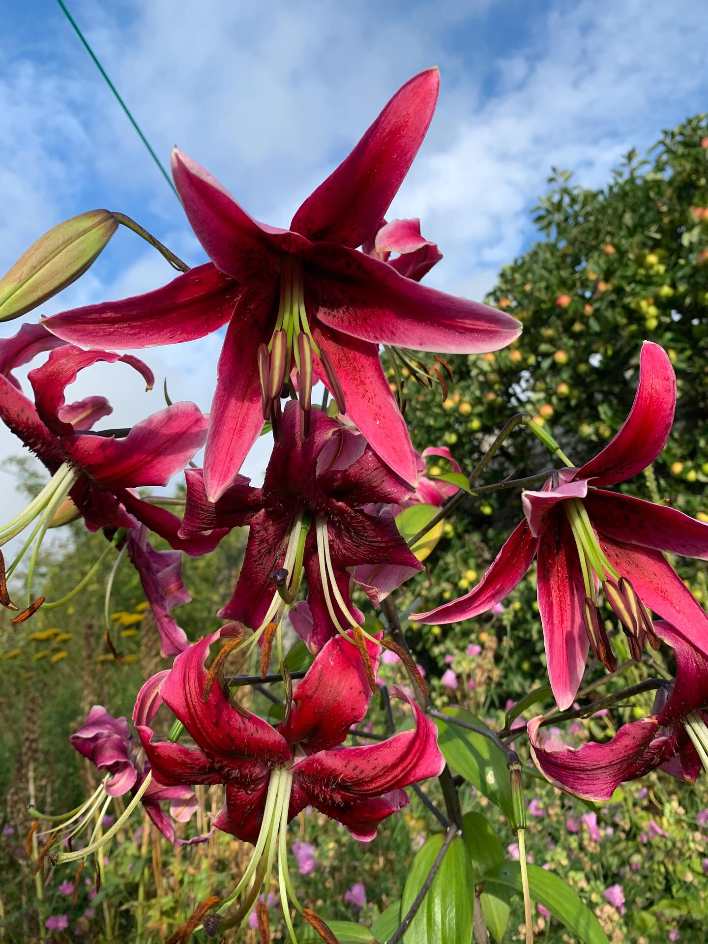 Lily in morning light. It has been a wonderful summer for lilies here, with many blooms lasting longer than usual. This tall scarlet one (variety unknown) caught my eye yesterday.
#lily #gardenblog #garden #thescottishcountrygarden #scottishcountrygarden #gardenbloguk #scottishgardenblog #headgardenersblog #countrygardenblog
#gardenblogger #summergarden#scottishgarden #scottishgardener #gardenjournal #scottishgardenjournal #gardendiary #gardenersdiary #oldgarden #walledgarden #oldfashionedgarden #walledgardenblog #gardeninscotland #thegardeninaugust #augustgarden
#gardenwriter #ukgarden #gardensofScotland #gardensofgreatbritain