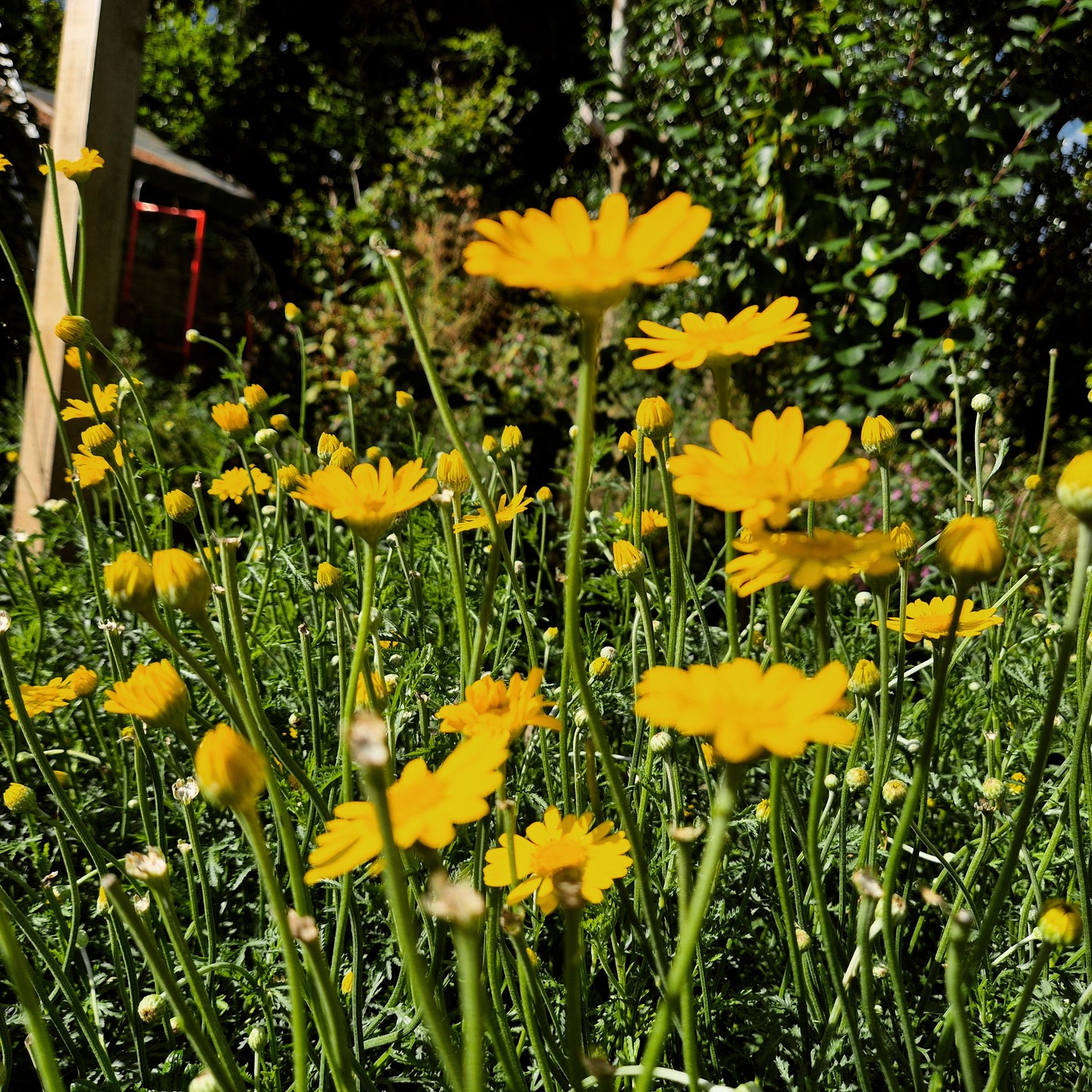 My sunny Scottish garden is the perfect place to grow natural dyes, used for centuries to transform fleece into a rainbow of bright colours. Here I have dyer's chamomile and indigo growing, which I'm excited to harvest and dry soon, ready for use in future projects!
#weaver #weaving #weaversofinstagram #fibreart #fibreartist #slowcraft #traditionalcraft #scottishwool #sustainablecraft #recycledwool #naturaldye #herbaldye