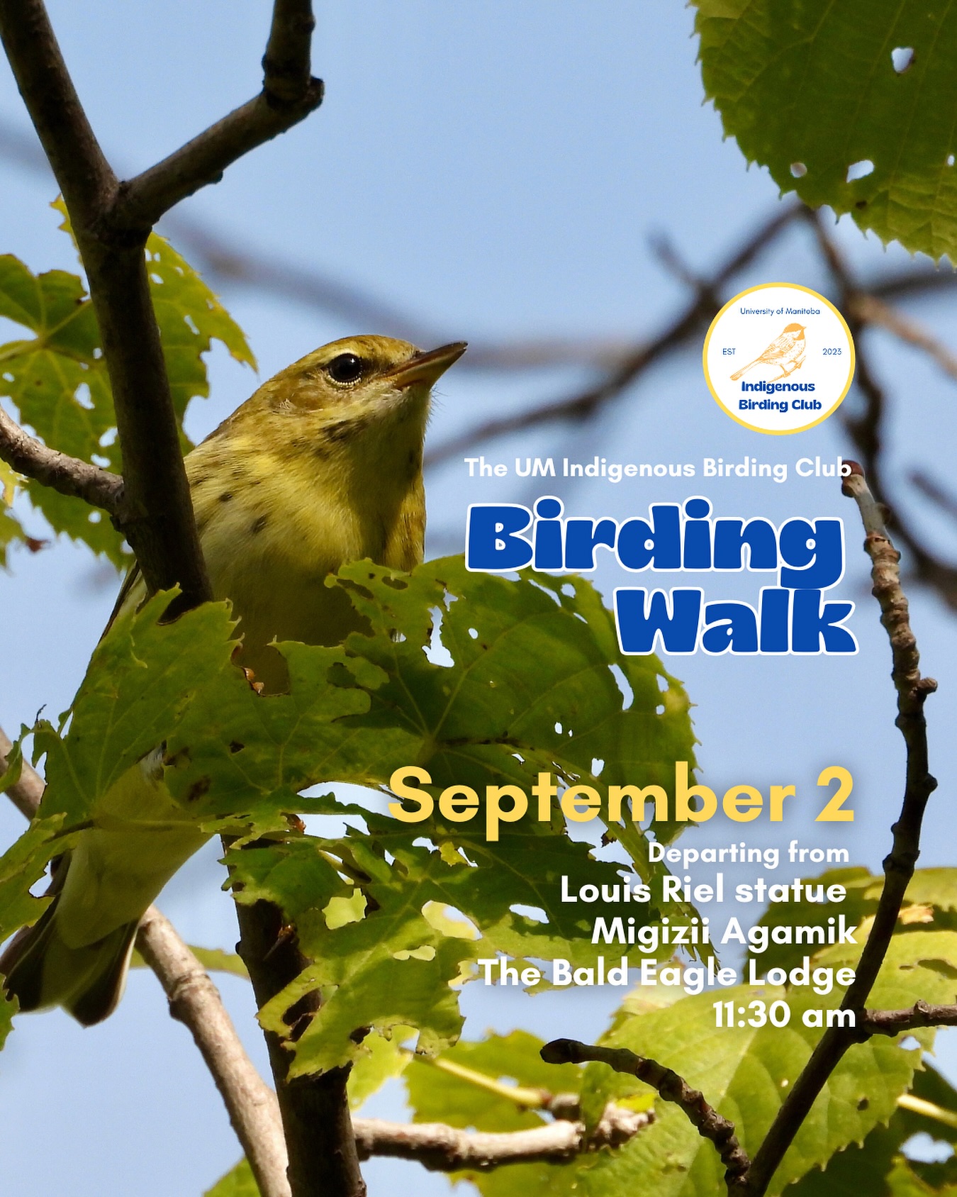 Join us on September 2 for a relaxed, 1.5-hour birding walk that begins at Migizii Agamik – The Bald Eagle Lodge. We’ll gather at 11:20 am by the Louis Riel statue, with the walk starting promptly at 11:30 am. The walk will take us to King’s Park, or another nearby location, at a leisurely pace, allowing us to enjoy the sights along a mix of pavement, grass, dirt, and gravel paths. The terrain is mostly flat, with just a few gentle slopes.
These walks are open to BIPOC (Black, Indigenous, and People of Colour) folks and allies who share our belief that birding is for everyone, regardless of experience. Whether you’re new to birding or a seasoned enthusiast, we welcome you to join. Just dress for the weather and be sure to bring sunscreen and water. If you don’t have your own binoculars, we have some available to borrow.
Our walks are an opportunity to connect with nature, build community, and learn from one another in a relaxed and supportive environment. Feel free to participate at your own pace. There’s no need to stay with the group the entire time, and you’re welcome to come and go as you please.
Accessibility Information:
The walk covers a variety of paths, including pavement, grass, dirt, and gravel, with mostly flat terrain and a few gentle slopes.
Washrooms are available approximately halfway along the walk.
If you need assistance or have specific accessibility requirements, please let us know in advance so we can do our best to accommodate you.
Parking:
Please note there is NO free parking on campus M–F from 8:30 AM to 4:30 PM. Parking is available for a fee in the Parkade and at metered spaces.
We look forward to seeing you there!
Photo: @justinleerasmussen
@umindigenous @um_metis