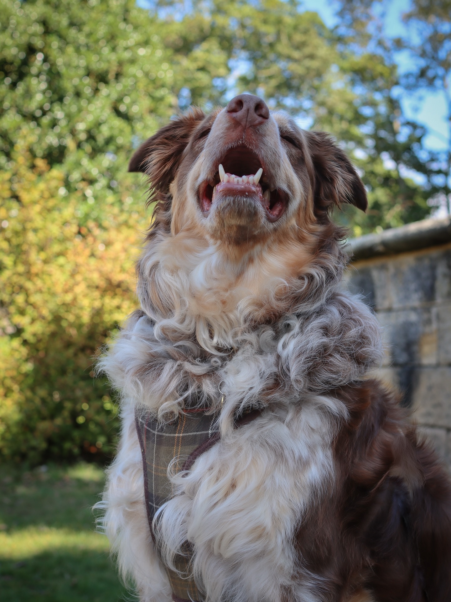 Sunshine, fresh air, and one very happy boy 🌊☀️🐚
We had a great afternoon at the beach yesterday although both Chester & Crumble didn’t go in the sea for different reasons! 😂
It was our first proper summer adventure and it’s nearly autumn!