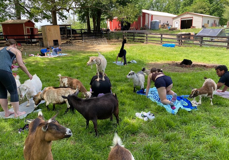 Pop-up fundraiser GOAT Yoga event this Saturday September 6th from 1:00-2:30pm. $30 per person includes about 50 minutes of yoga with goats and about 40 minutes of playtime and photo op with goats!
Please email love3hfarms@yahoo.com to reserve a spot, only 10 spots available!
Hope to see you there! 🐐🧘🏼♂️💕
