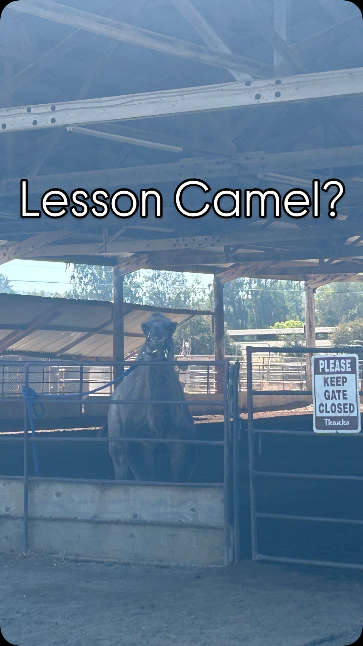 Who thinks we need one more lesson camel?? 🐪 Sangria does!