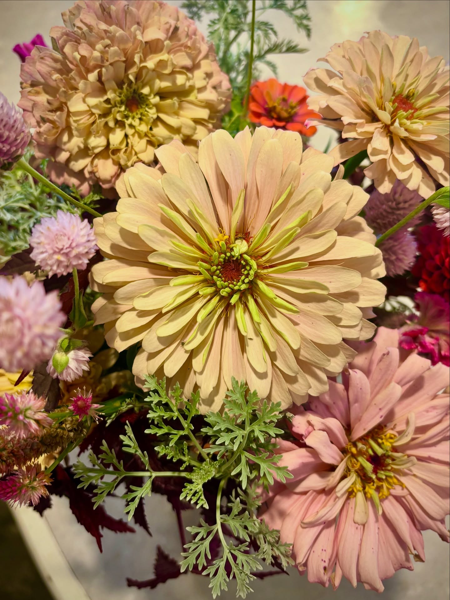 Not many garden victories this season. It’s been a tough one! But the Ballerina zinnias from Johnny’s Seeds performed beautifully…even in the heat and drought. They’re a beautiful light pink to pale yellow and all the pretty coral in between. Will definitely be growing these again next year.