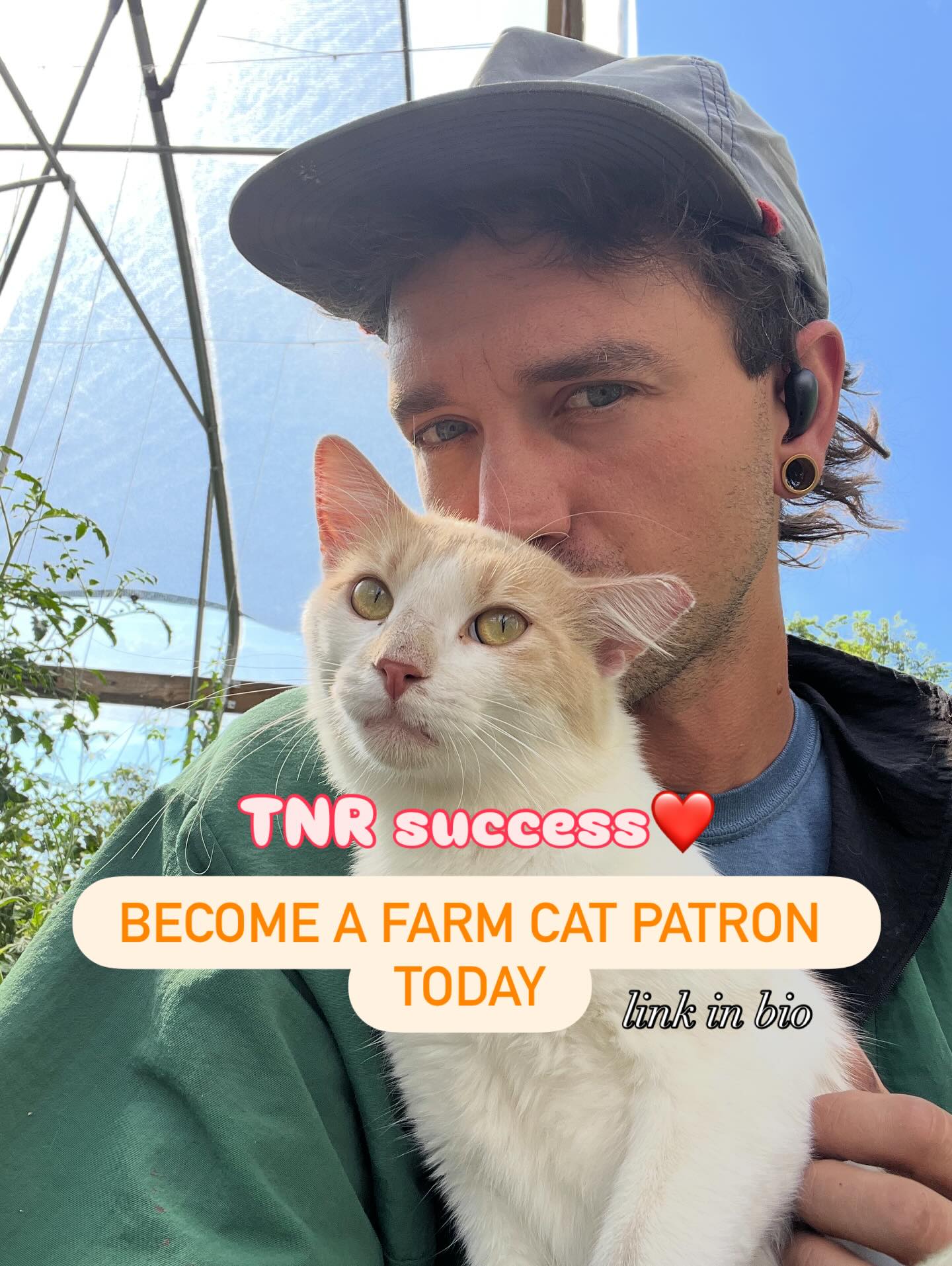 Success! Little Cheese was our first to be neutered and vaccinated. 6 more to go! If you’d like to contribute to our stray cat TNR efforts, please consider donating. Thank you @kcpetproject for offering the TNR program!