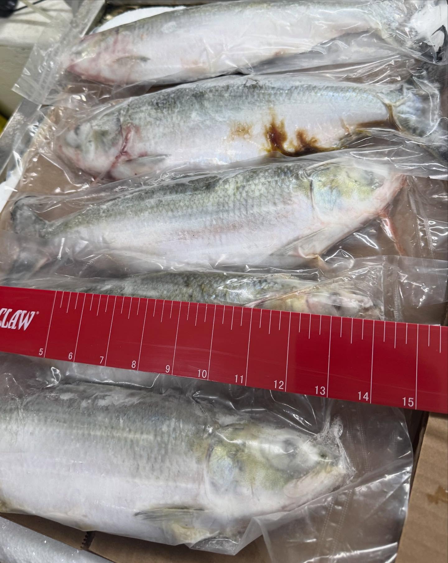 Need some Skipjack?
1pk is $7.99