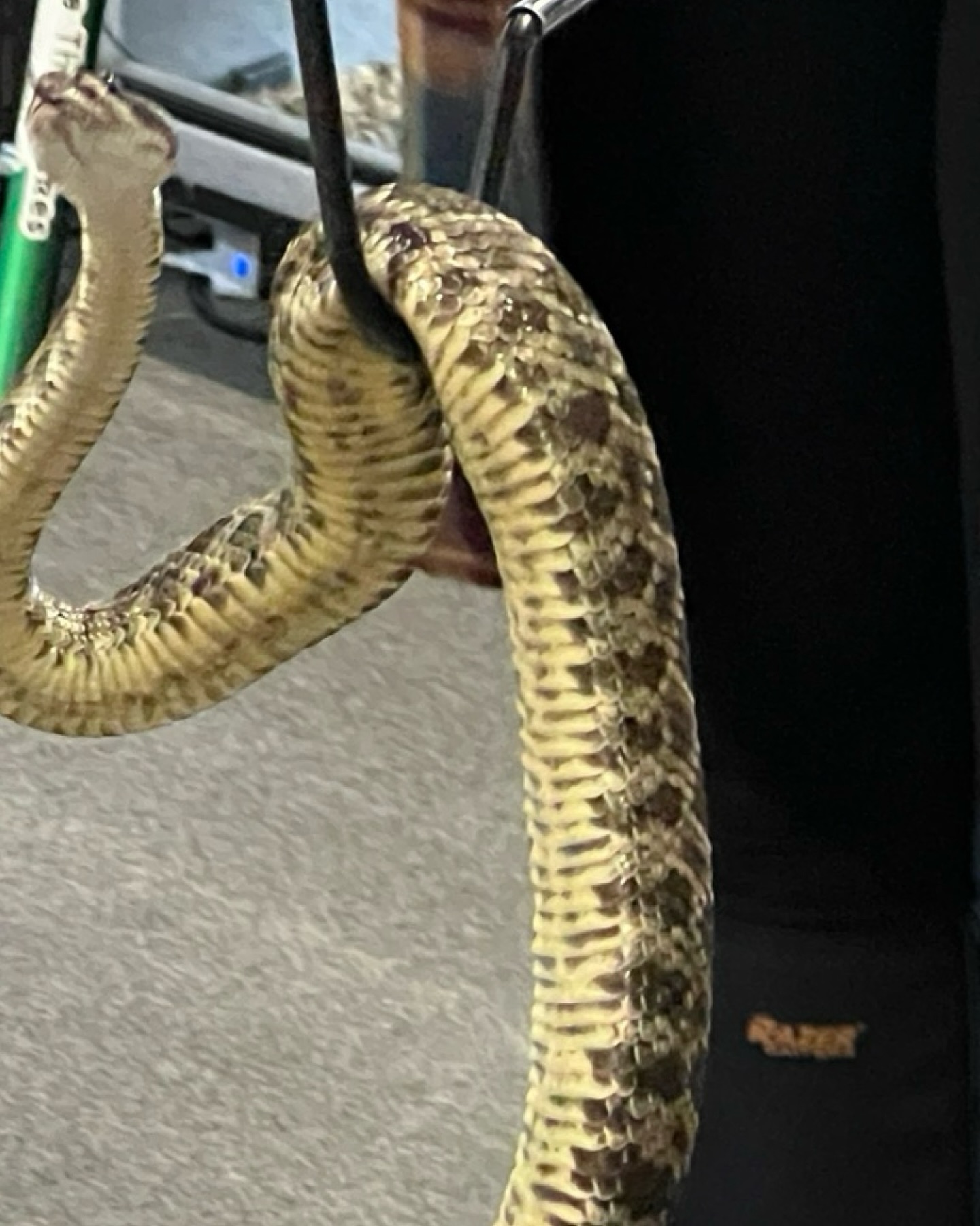 When you hear the rattle, it’s not a threat—it’s a warning. A polite, rattling “please back away.” This rattlesnake’s name is Tesoro. And I met her at @savethesnakesorg
#gatherofgatherings #rhumbaofrattlesnakes #respectwildlife #collectivenouns #podcast #rattlesnakes