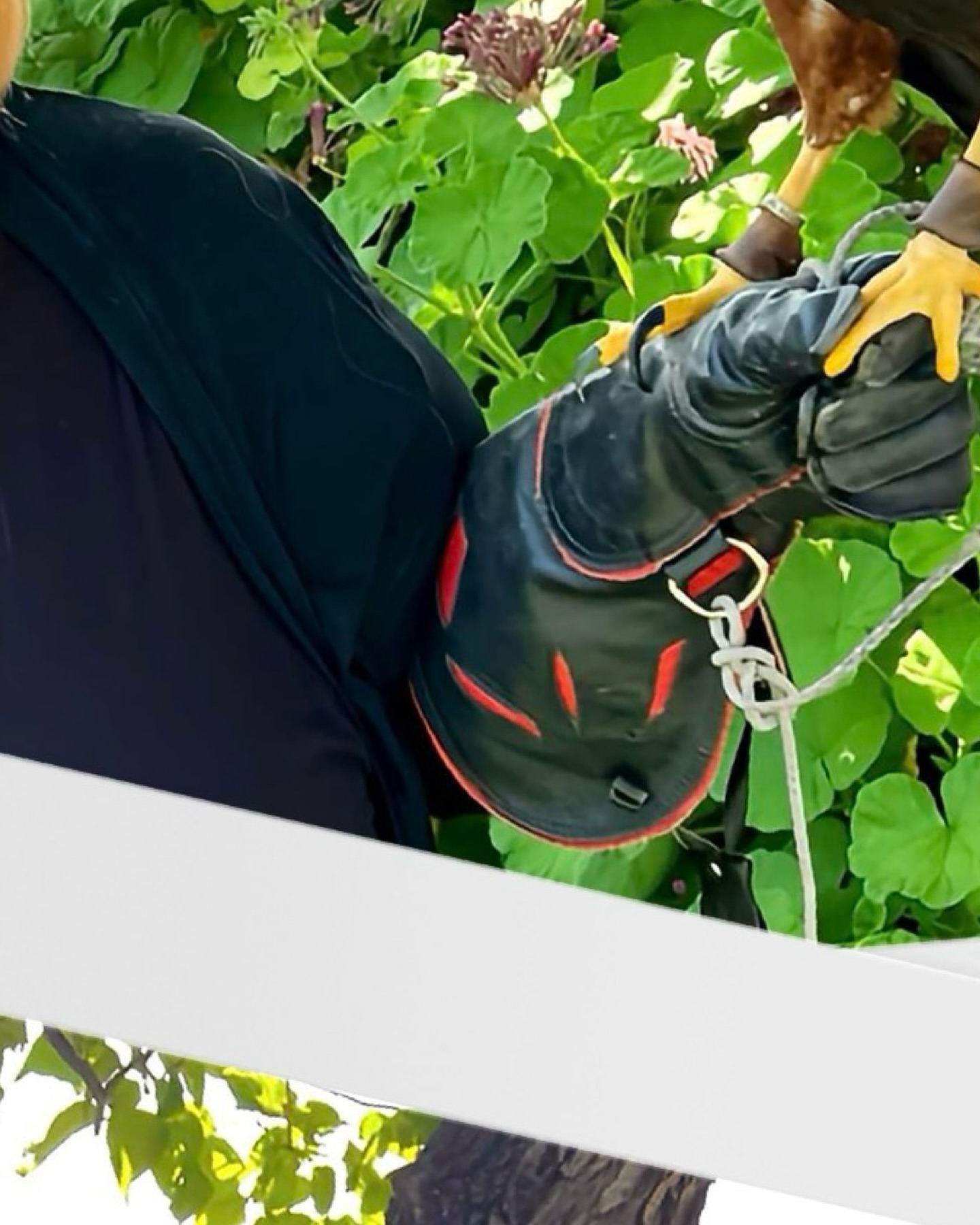 Fun fact: Some hawks don’t join kettles. The Sharp-shinned Hawk is more of a solo flyer.
Every gathering needs its introvert.
Hashtags:
#HawkFacts #SharpShinnedHawk #IntrovertBirds #CollectiveNounStories #GatherOfGatherings #NatureIsWeird #BirdBehavior #PodcastPoetry #NotAllHawks