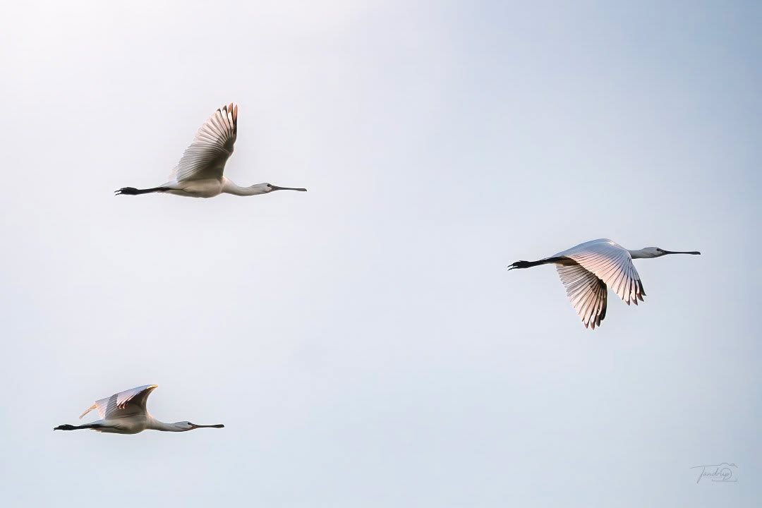 Skestorke - Vidåslusen 🪶
-
-
-
#tandrup_photography #vadehavskysten #birdwatching #vidå #total_denmark #tv2vejret #nordsee #nationalparkvadehavet #dmivejr #micheltandrup #skystagram #nature_brilliance #fugleliv #natureshots #danmarksnatur #birdlovers #ornithology #coastalvibes #fuglefotografi #dansk_natur #snapp_aug25 #nature_perfection #scandinaviannature #wildlifeplanet #birds_captures