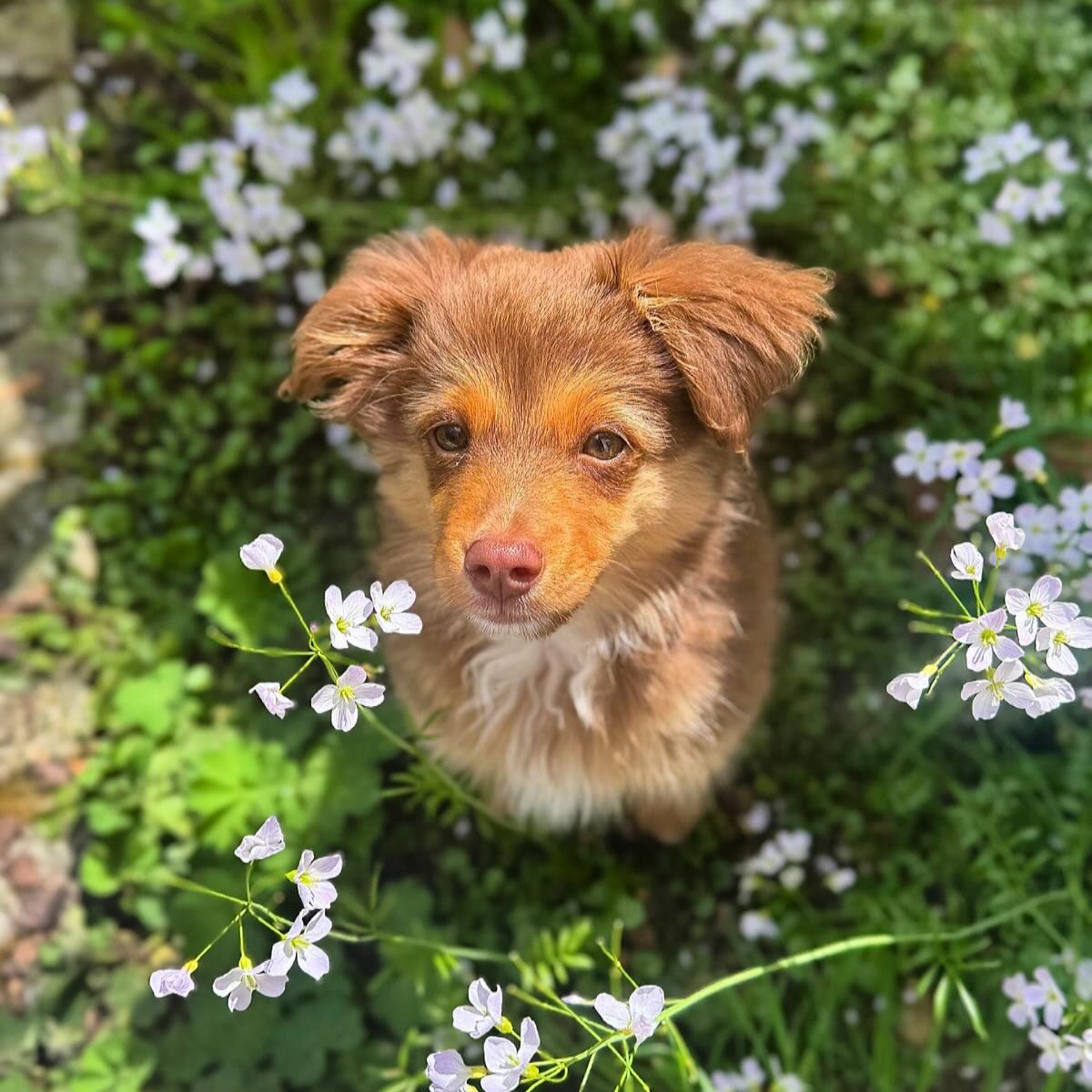 Lio hat sich so toll entwickelt ♡
Ist er nicht wunderschön?
#miniaussie #miniaustralianshepherd #welpenliebe #welpen #puppy #puppylove #pictureoftheday #picoftheday #züchter #bavaria #breeder #pack #rudel #bayern #dog #dogsofinstagram #love #likesforlike #lakesidepaws #likeforlikes #welpenliebe #silvester #lakesidepaws #l4f #toyaustralianshepherd #toyaussies #bayern #followme #welpe #aussie