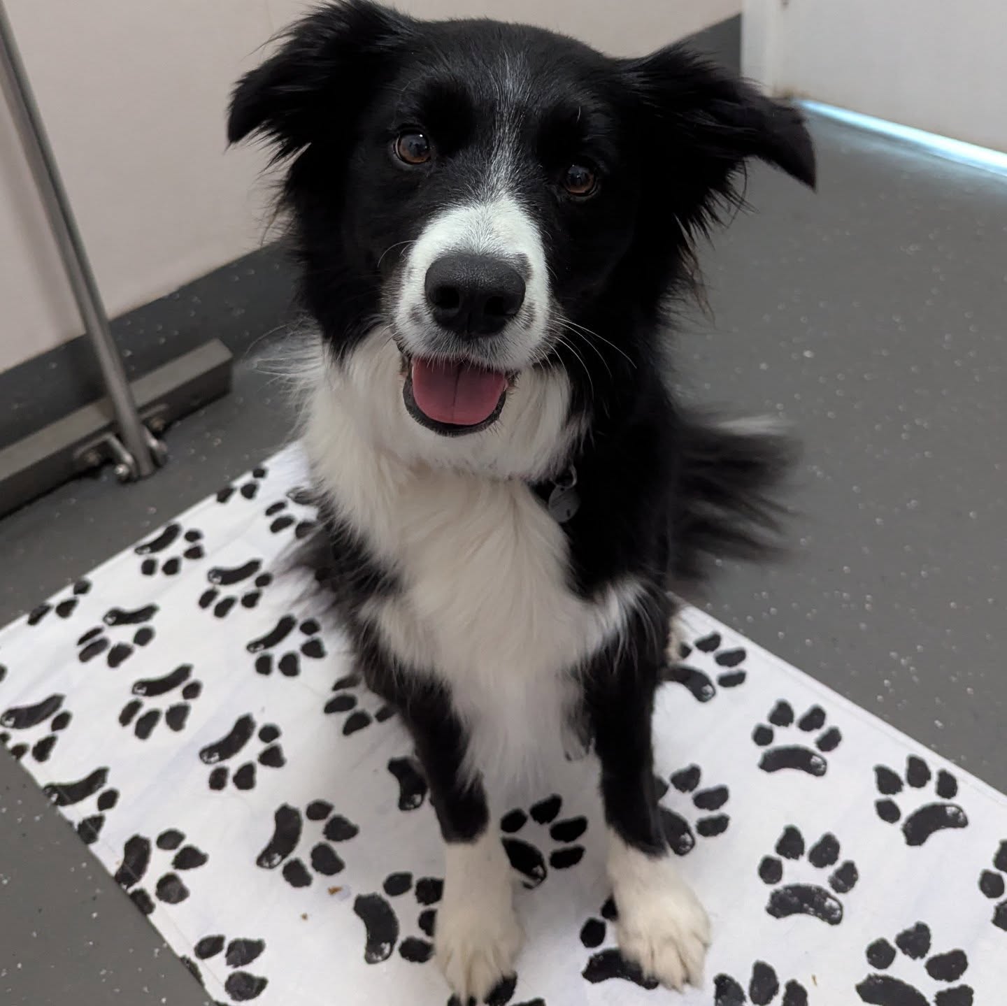 Fear-free milestone for Maisie!
When I first met Maisie, vet visits were overwhelming — even with sedation, she couldn’t cope.
Fast forward through 10 dedicated sessions with her amazing mum, and this week she not only walked into the clinic confidently… but had her full check-up and vaccines without any sedation 🙌
I’m beyond proud of this brave girl, and we had such a fun journey getting here 💖 Go Maisie! 💖
Does your pet struggle at the vet? Book a Calm in Clinic session to help them feel safe and supported.