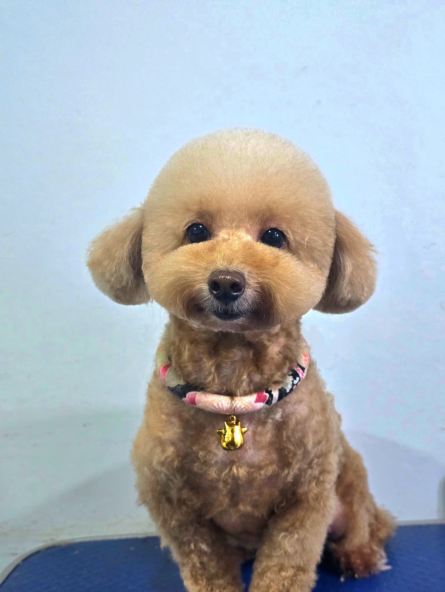 💖 Fresh cut, fluffy vibes ✂️✨#FluffyFresh #DogGrooming
-
-
-
-
-
-
#PetsMan #petmobilegrooming #doortodoorservice🚗🏡 #petlovers #petgrooming #petslove #petsgroomer #petsgroomingPetsMan 🛁🐶🐱
📍Service Area : KL / KLANG VALLEY AREA
Feel free to DM us for more info !
WhatsApp us for appointment 0175233811 ☎️