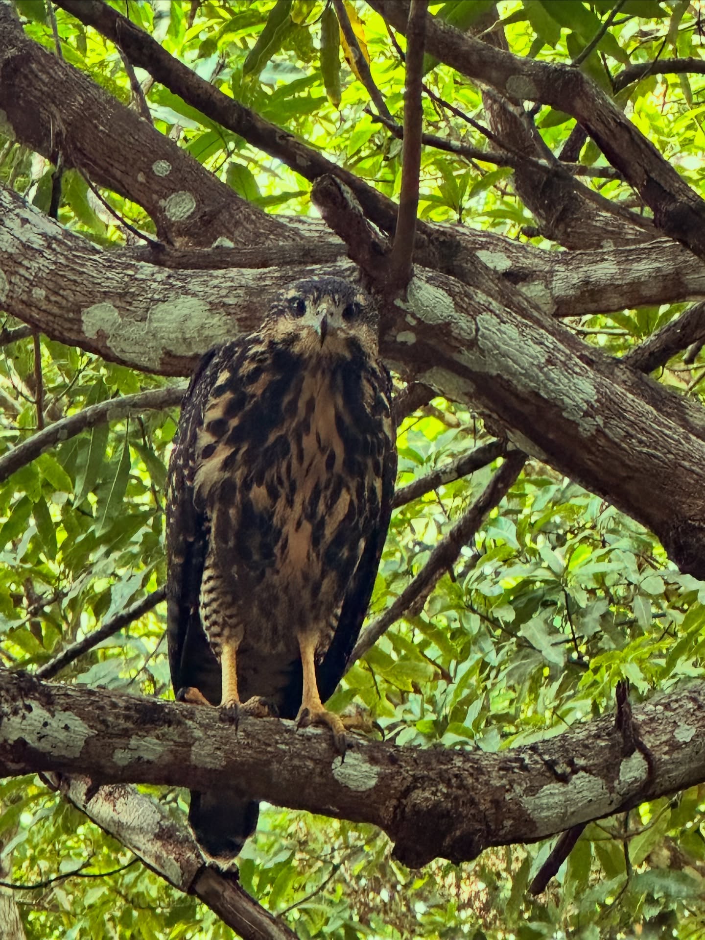 #greatblackhawk female. So beautiful ✨✨✨