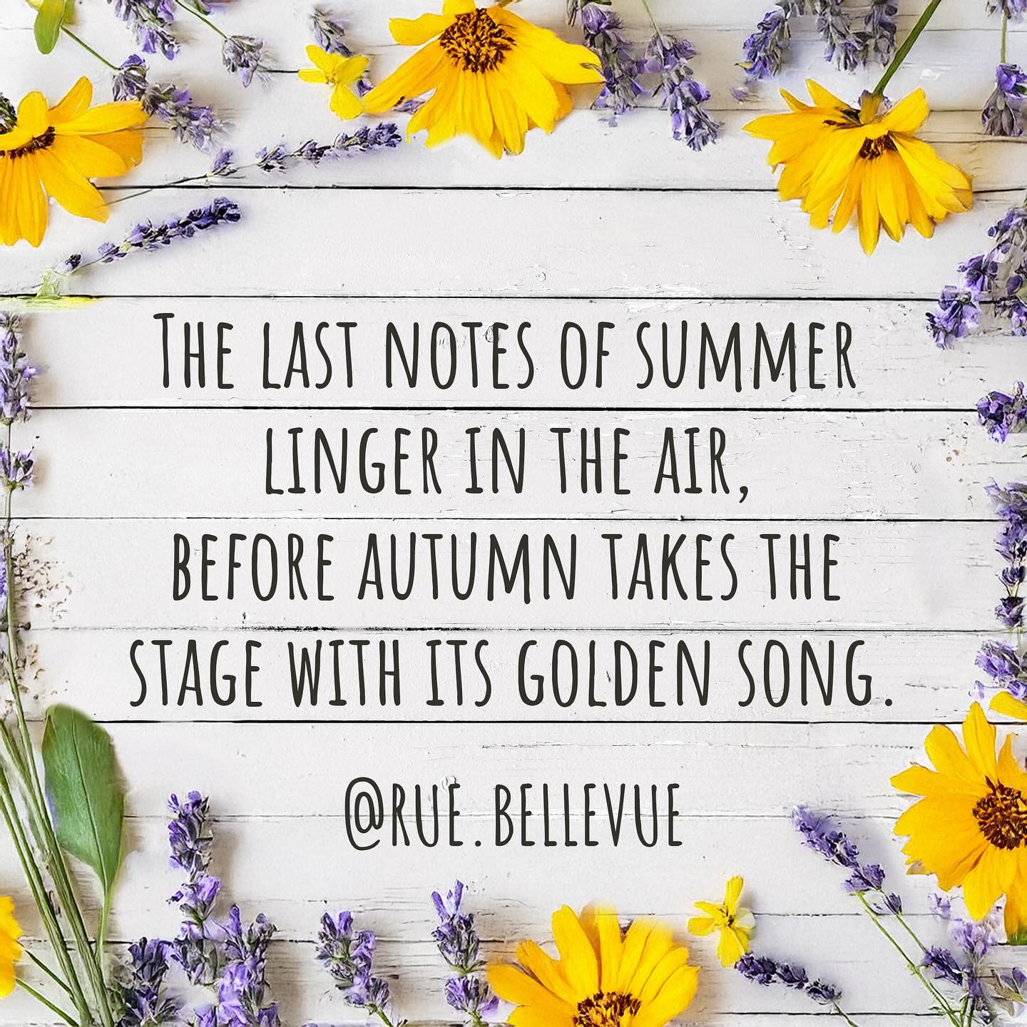 Meanwhile here in the southern hemisphere winter slowly begins to mellow (well, in Queensland anyway!) #summertoautumn #wintertospring #ruebellevueambience #changingseasons