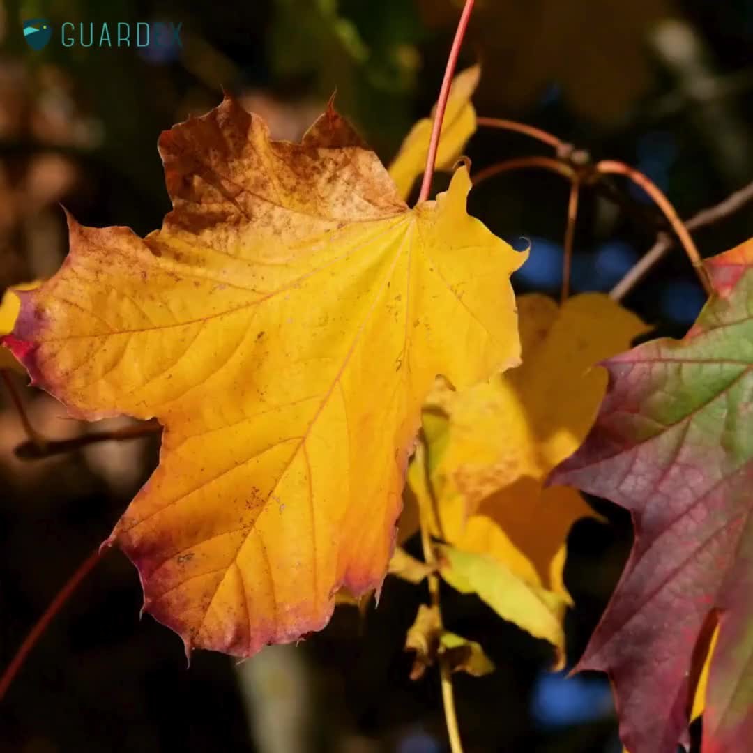 The season of cozy nights and crisp mornings is on its way! Make sure your home is ready to enjoy it all. 🍁 #GuardEx #HomeMaintenance #AlmostFall