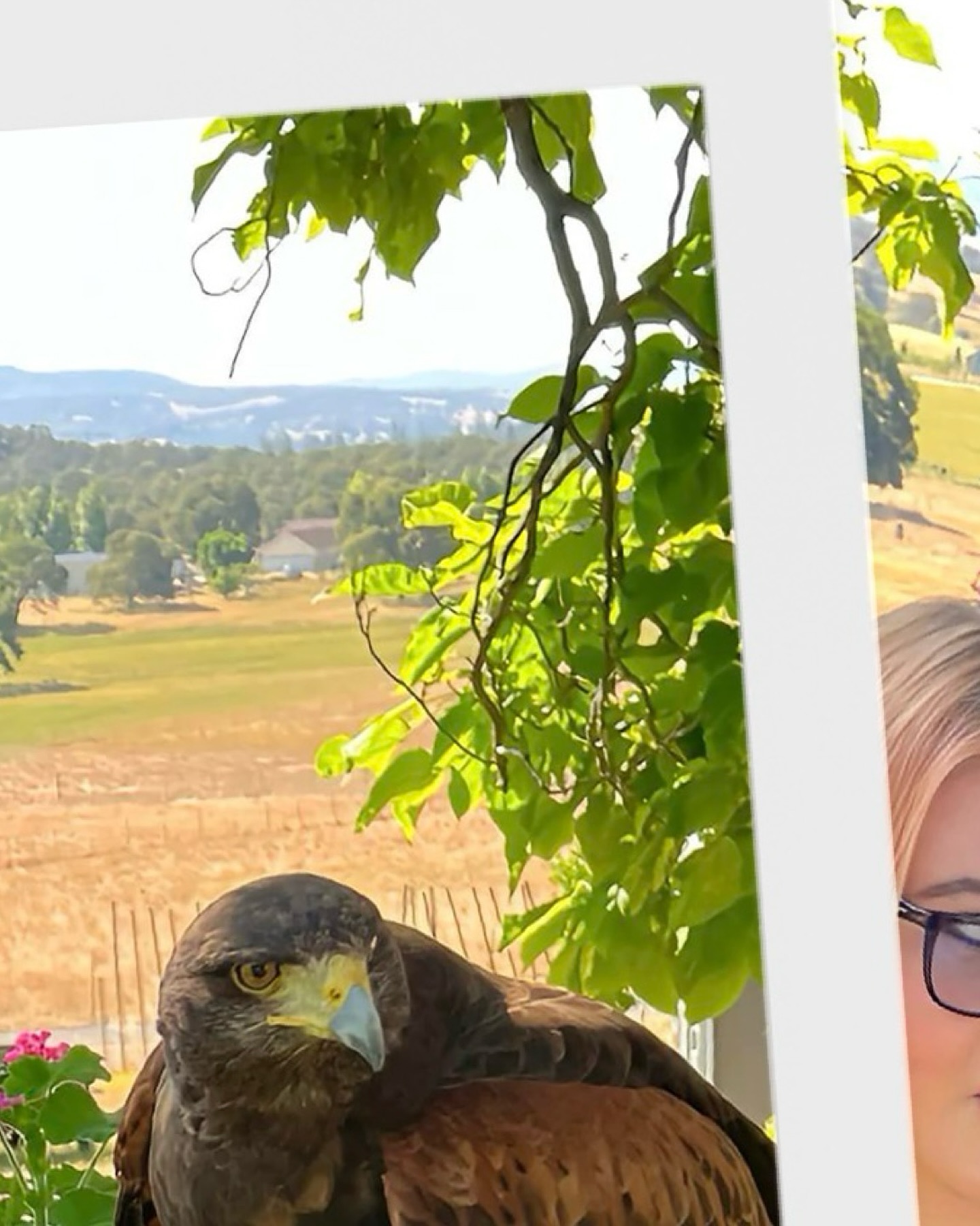 The word kettle (for hawks) might come from the German “ketten,” meaning chain — referring to birds strung together in flight.
Language = living fossil.
Hashtags:
#EtymologyNerd #CollectiveNouns #KettleOfHawks #PodcastEducation #WordOrigins #BirdEtymology #HawkLore #LanguageHistory #gatherofgatherings