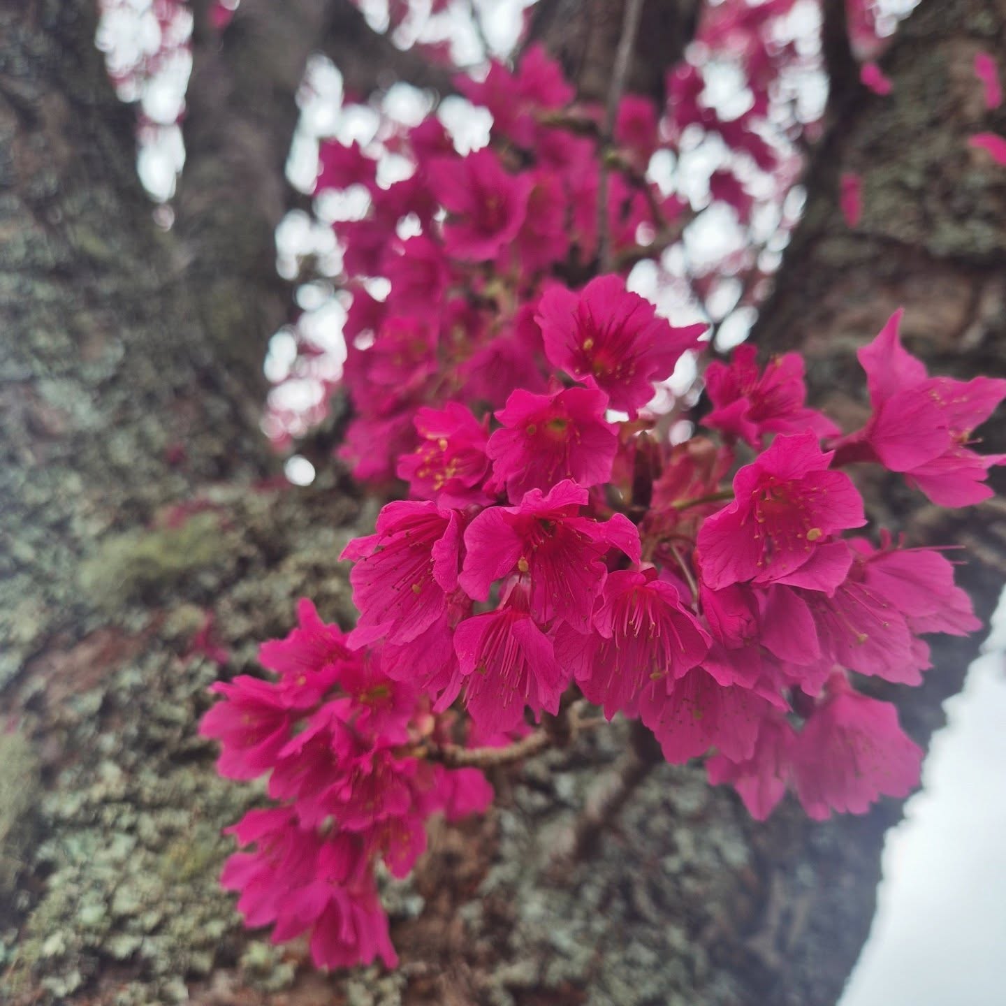 September is here ! ๐ธ๐ฉท
The weeks are flying by and we are 2.5mths away from the festival
We have re-introduced the one day passes this festival
Tickets are on sale now via our website and also from Palmers Rotorua
#rotoruaevents
#rotoruagardenfestival ##nzgardens #GardeningNZ #gardenlifenz #nzhouseandgarden #nzgardening #nzgardenfestival #rotoruafestivalofgardens