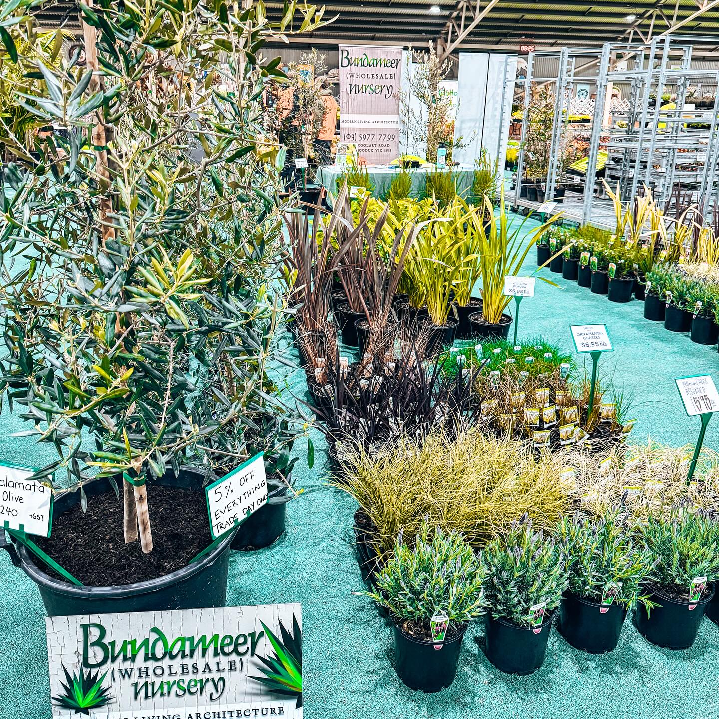 It’s @ngivictoria Trade Day baby and we are here and ready for the start of Spring 🌻Come check out our amazing range of advanced trees, grasses and ornamental plants!
We love picking out the best of the best from our nursery to showcase to you what we do
* come say g’day to Warwick and
Dale to purchase any of today’s lovely selection
:)
#ngivtradeday #australianlandscaping #horticulture #gardendesignaustralia