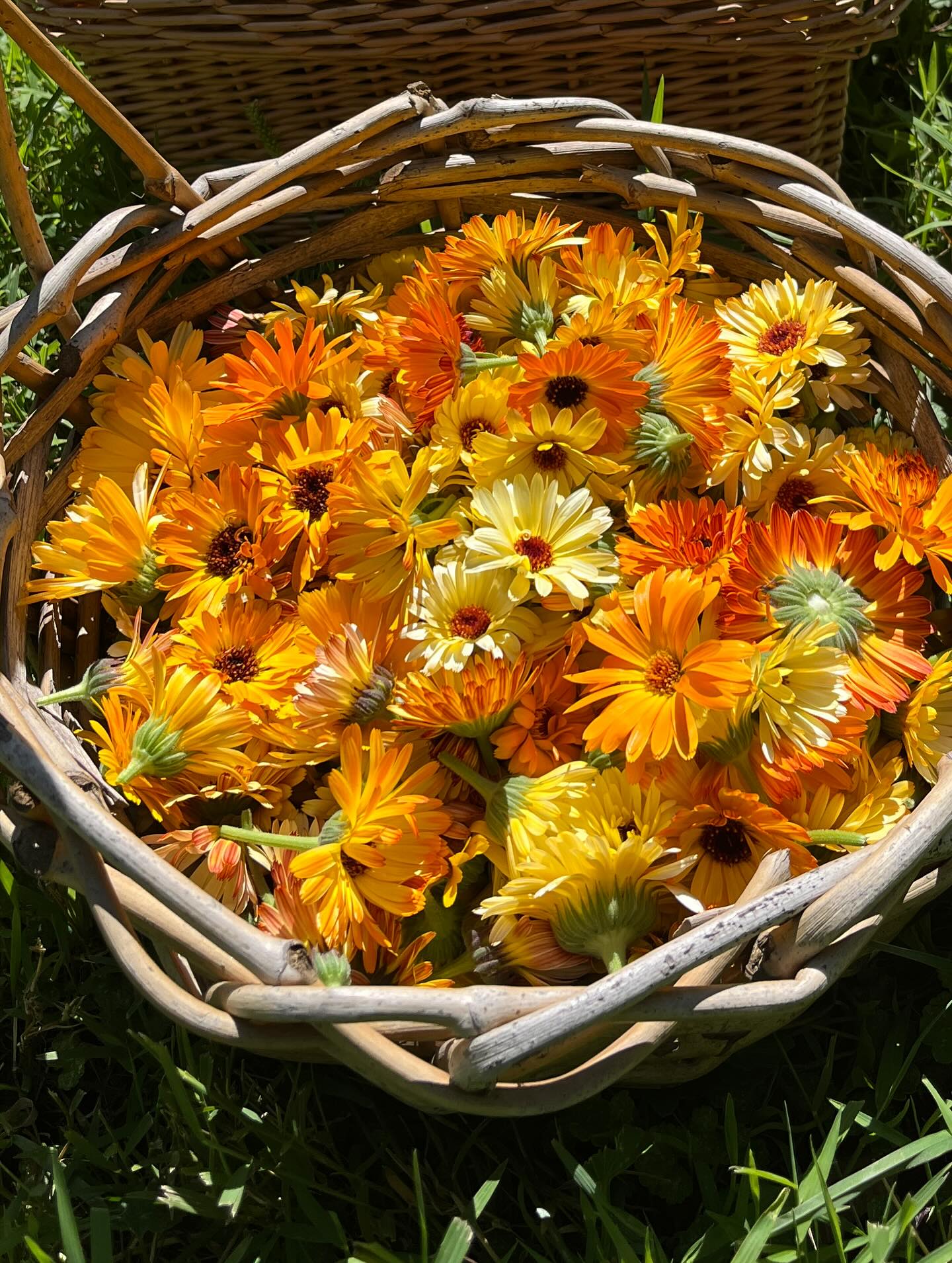 Calendula Salve is back in the stand!
For those of who might not know, I make a salve with the calendula flowers we grow on the farm!
Starting from seed I plant the calendula in the spring. I nurture them and watch them grow until they produce a beautiful and powerful flower! I pinch and collect the blooms all summer long. I lay them out to dry. Once they are dry I put them in a mason jar with organic sweet almond oil where the calendula will infuse into the oil for about a month. I then strain out the flowers and melt beeswax into the oil to create a magical slave!
I say the salve is magical because of the natural powers that the calendula flower holds! It’s known for its natural antiseptic, anti fungal, and anti inflammatory properties. It helps promote cell repair and growth making it incredibly helpful in any and all kinds of skin conditions. Such as dry skin, rashes, sunburns, eczema, etc.
It’s my personal favorite moisturizer especially for my hands! Farm work is not kind to my skin.
Next time you’re at the stand be sure to grab some to try for yourself!