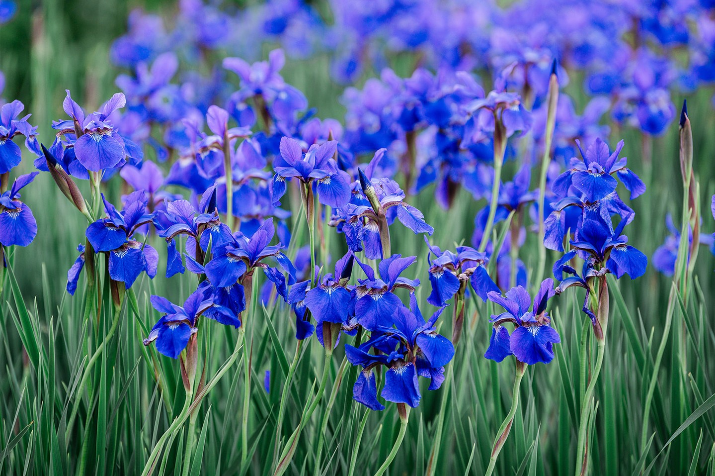 Happy Labor Day!
As we celebrate the American worker, I want to give a special shout-out to all the amazing wedding vendors out there. Your hard work and passion make every couple's dream day come true.
And to all the couples currently deep in the planning process, I hope you're taking a moment to relax and enjoy a well-deserved day off! It's important to rest and recharge.
Wishing everyone a safe and restful holiday!
—
Wedding Photography: @saravarsphotography
Invitations: Etsy: Wolf & Water Lab
Venue: @belmontmanorhouse
Bridal Gown Shop/Designer: @lovecouturebridal
Wedding Planner/Coordinator: @jilldudleyweddings
Hair: @vintageveilsbeauty
Makeup: @vintageveilsbeauty
Florals: @thistleandtwigfloral
Caterer: @chesapeakechefs
Band: @bachelorboysband
Bride: @mariah_fortman
—
#ldw #labordayweekend #irisis #gardenweddingvenue #gardenwedding #belmontmanor #estatewedding #historicweddingvenue #weddingphotographer #photographer #weddingphotography #saravarsphotography #engagementphotographer #engagementsession #engagementphotography #howardcountymd #marylandwedding #marylandweddingvenue #marylandweddingphotographer