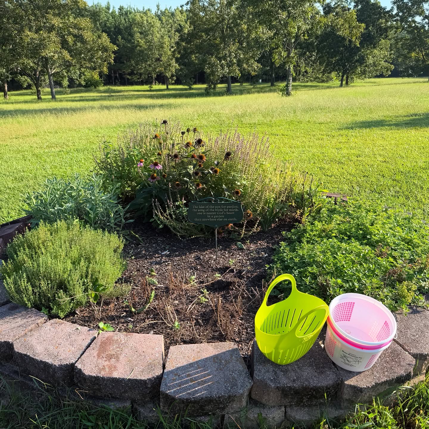It was a good morning to harvest some herbs. Herbs are one of the easiest things to grow. Everything in this bed is a perennial (except the bare spot where the chamomile was) so i can cut it to the dirt at the end of the season and it will come back next year. I have another oregano plant in another bed that has been there for over 10 years! These are all herbs i use daily in my kitchen and apothecary.
In this bed left to right: thyme, sage, tulsi/holy basil, echinacea in front of the basil, a little bit of calendula, and oregano.
Before and after cutting photos… can you tell a difference? 🤣
