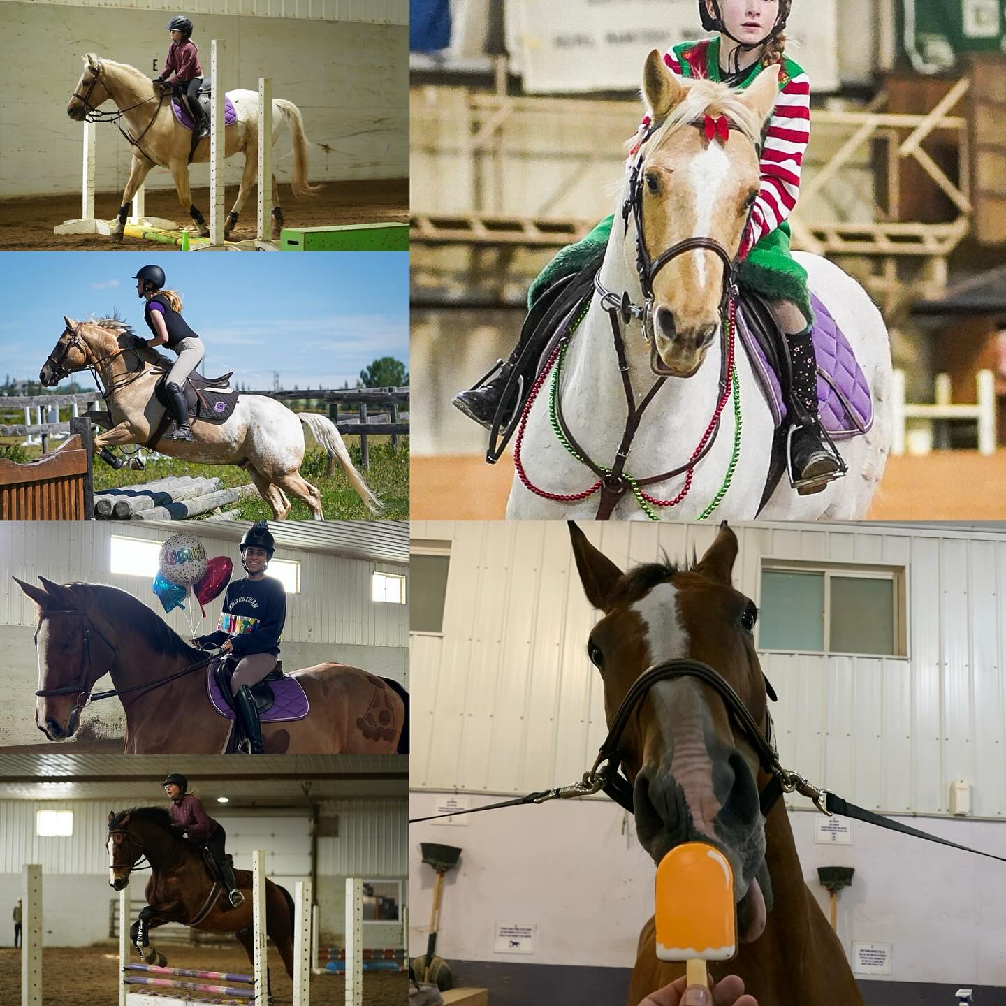 This week has been full of bittersweet goodbyes as two more of our beloved school horses began new chapters beyond SugarTide.
Cashew has found a family of his very own, with a gorgeous family of little children to love and to teach. We couldn’t imagine a more perfect fit for him, and we know he’ll give them all the patience, kindness, and joy that he’s given us over the years.
Our amazing big man Party that the generous Ortt family has trusted us with for years, has joined the herd at Opening Gaits Therapeutic Riding — and at 18 hands, he’s sure to make the biggest difference. His size, heart, and gentle spirit will serve so many riders who need him most, and we’re beyond proud of the role he’ll play in his new home.
We will miss them dearly, but nothing makes us happier than seeing our school horses step into new jobs where they’ll continue to change lives.