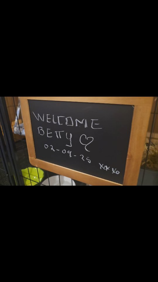 We are ready for our new guest, Betty, a lovely furry boy ready to come to our special place! We have lots of surprises for you!! And we are very excited to welcome you to our bunny hotel XOXO..😊🐇
#thecoolbunnysitters #rabbitsitting #petsitting #bunnysitting #thecoolbunnysitters #petcareservices