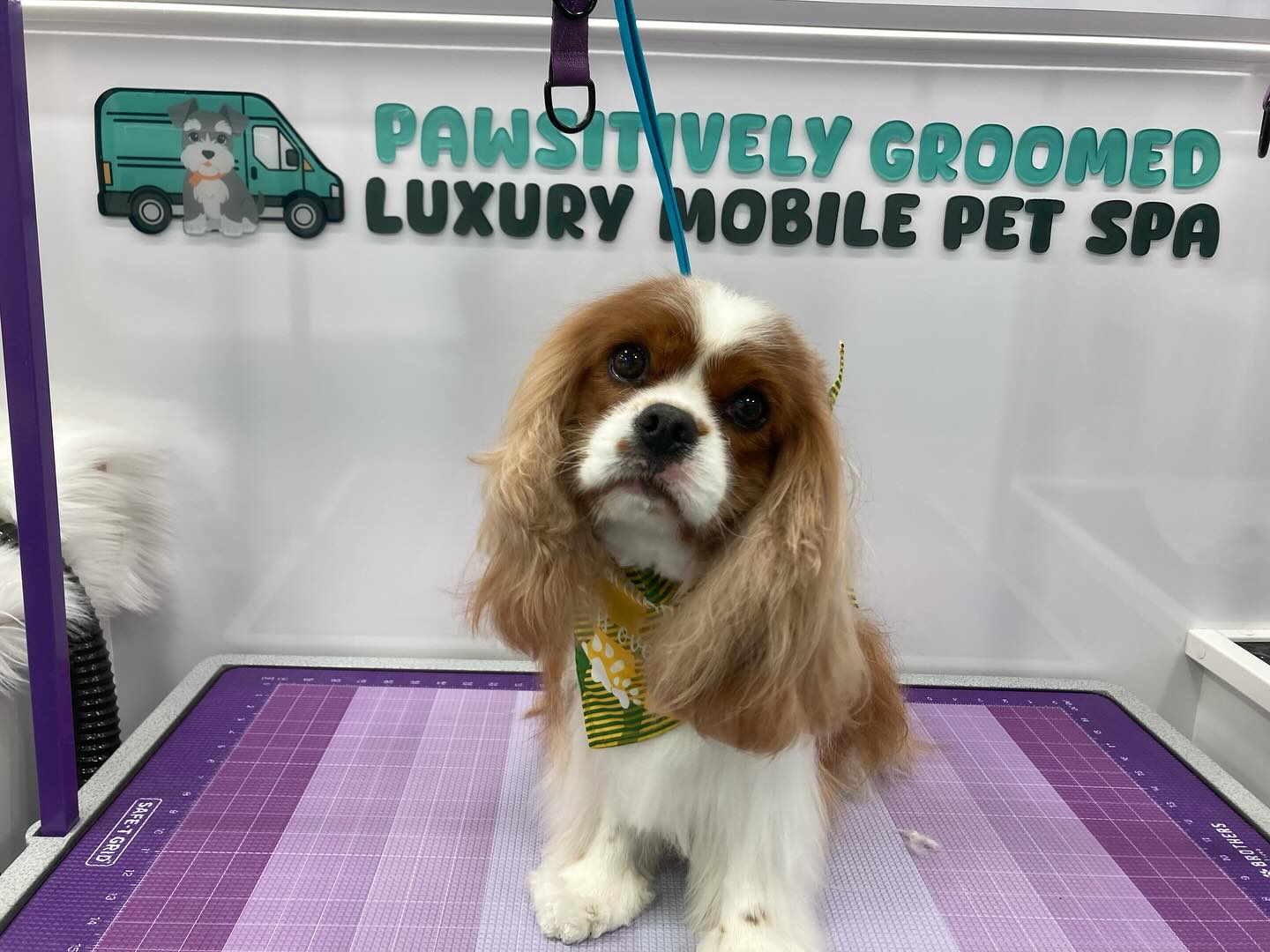 Pawsitively Groomed is wishing you a happy Labor Day with these cute pictures!