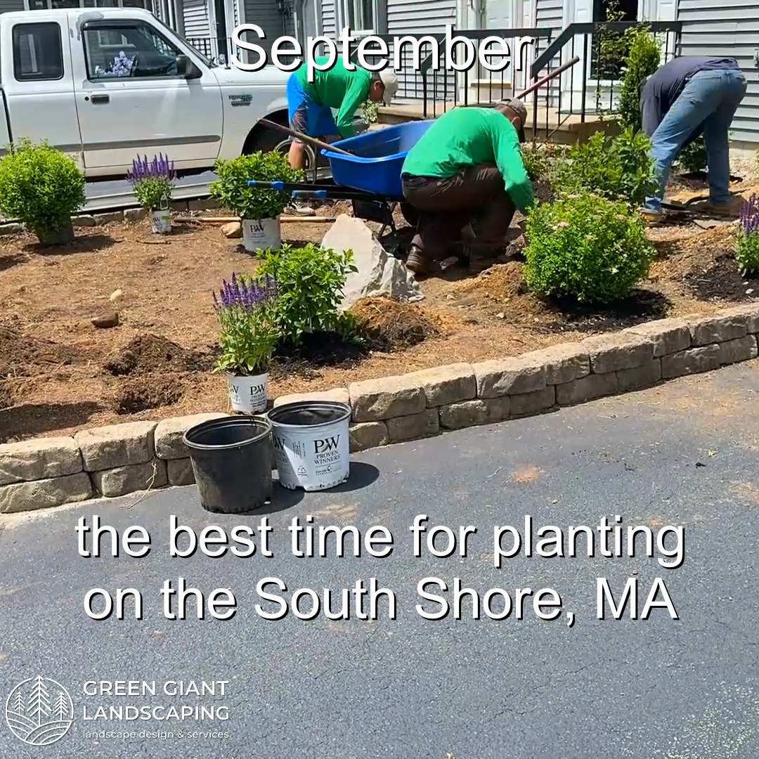 September: The Best Time for Planting on the South Shore, MA.
Green Giant Landscaping,
Southeastern, MA.
Call now for your free quote!
Land clearing
Planting
Tree and shrub care
Seasonal cleanups
Old overgrown shrubs removal
Mulch installation
Garden maintenance
Weed barrier fabric
Bobcat services
Professional Landscape Design.
https://www.greengiantlandscaping.com/post/september-the-best-time-for-planting-on-the-south-shore-ma
Phone:
+1 413-406-9094
#landscaping #landscapedesign #gardening #gardendesign #landscaper #landscapearchitecture #treeandshrubtrimming #mulch #Massachusetts #southshore #newton #boston #hingham #marshfield #scituate #NewtonMA #scituatema #milton #canton #wellesleyma #SpringCleaning #shrubtrimming #shrubcare #plantingdesign #gardentransformation #springcleanup #mulching #cobblestone #cobblestoneedging