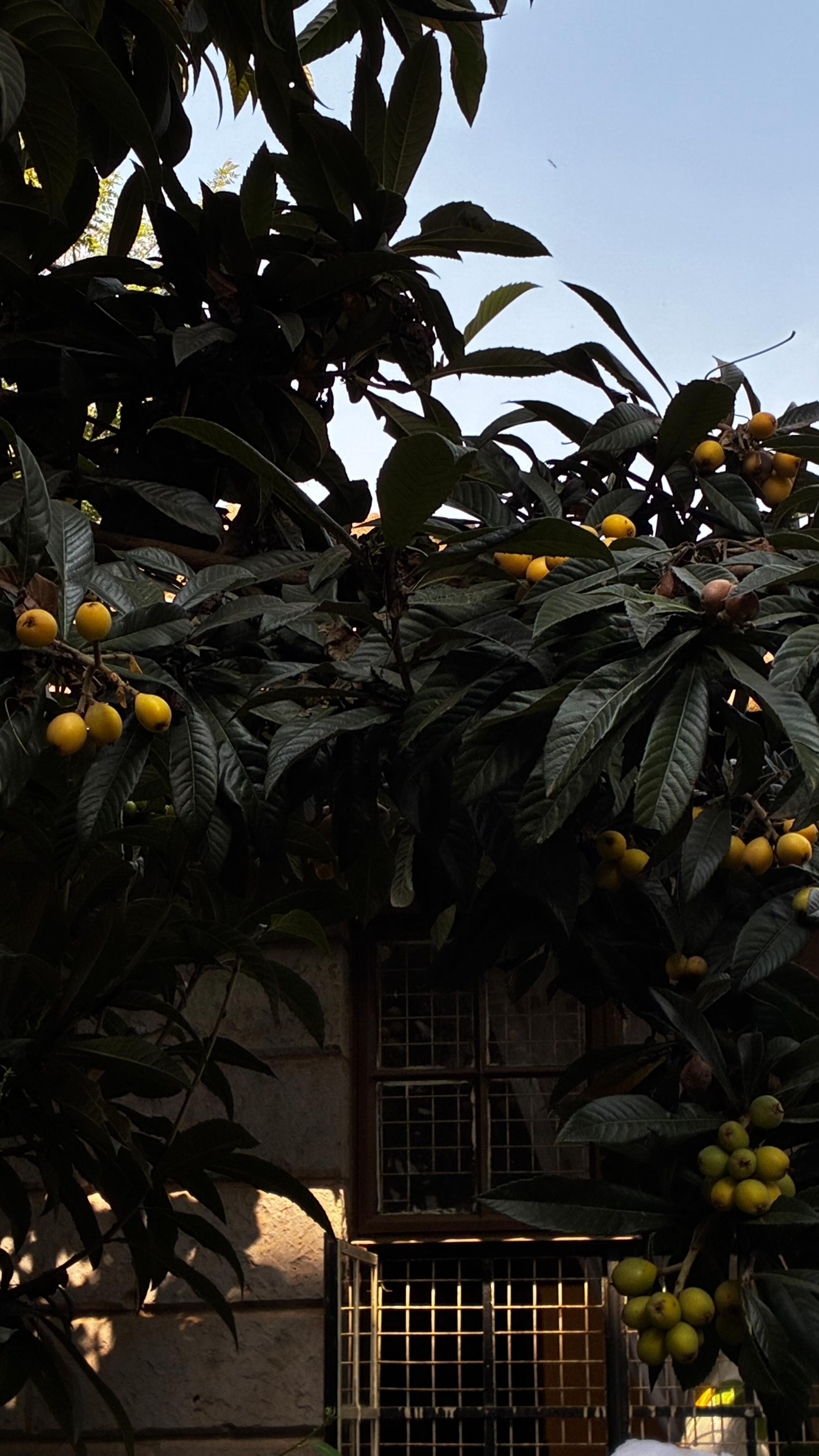 It’s fantastic to see how much has flourished here since May. Today we’re adding new varieties of seeds and plants to welcome the next season, while revisiting some useful strategies with the staff and learning from their experiences so far. They’re feeling very enthusiastic! It’s wonderful to witness this land becoming richer, more productive, and increasingly biodiverse through their effort 🌱🌾🌿🪻🌾🐝