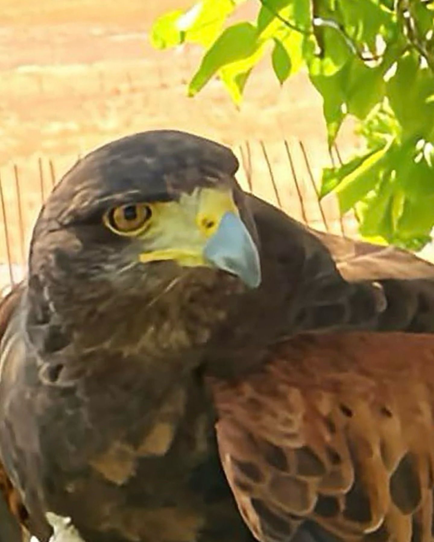 When the hawks finish circling, they scatter.
But something else slithers in.
From a kettle in the clouds to a rhumba on the earth — the next episode gathers rattlesnakes, rhythm, and skin-shedding truths.
Hashtags:
#KettleOfHawks #RhumbaOfRattlesnakes #PodcastPreview #FromSkyToSoil #GatherOfGatherings #WordLore #NatureInMotion #CollectiveNounsUnleashed #LanguageWithBite