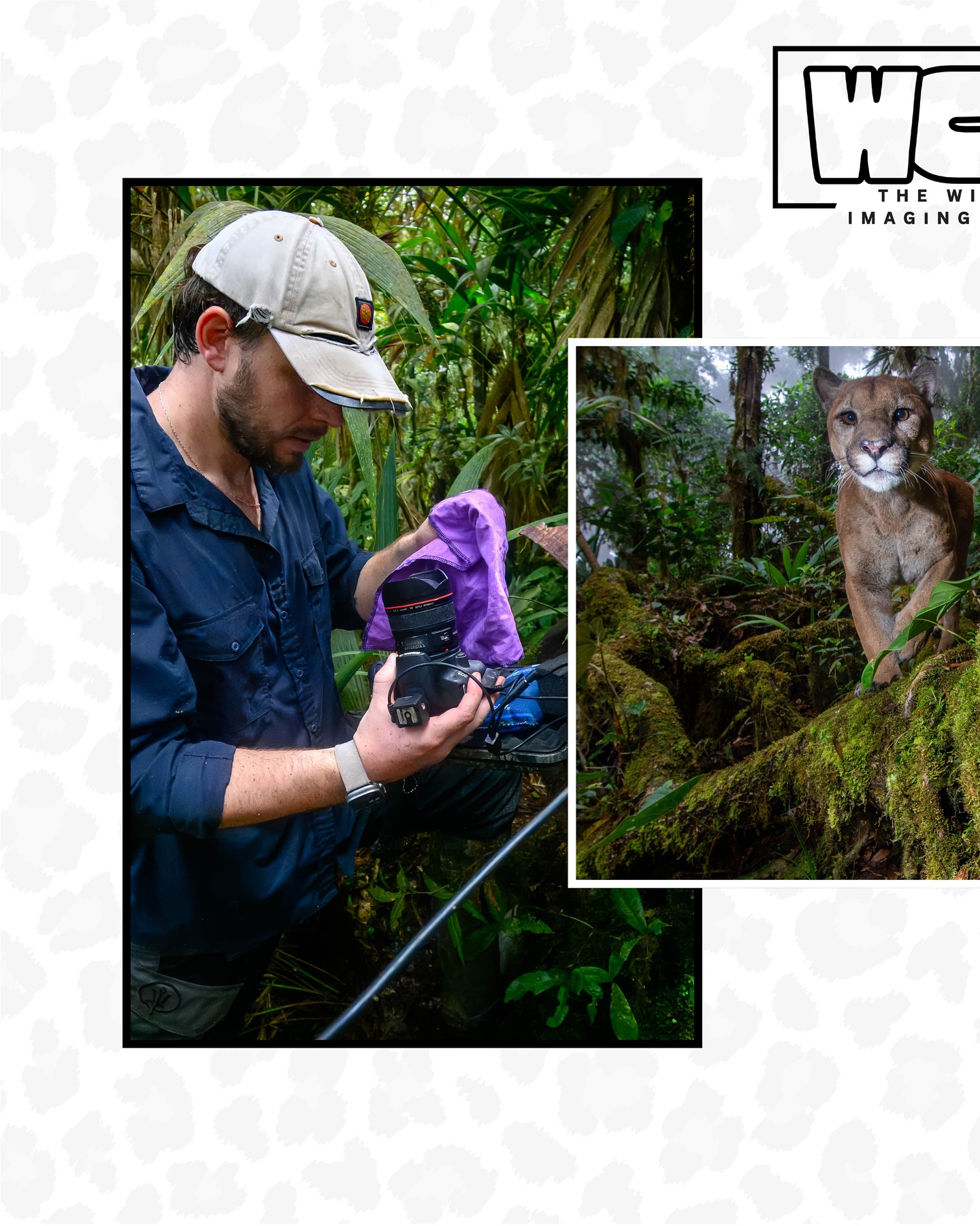Founder @benjaminlwild recently returned from a block of field work in the Cordillera de Talamanca ⛰️
DSLR Camera Trapping can be tough in the cloud forest, damp conditions mean foggy lenses and equipment can break within weeks due to the moisture. We have combined systems like @camtraptions & custom aspects to ensure the equipment lasts as long as possible!
A special thanks to @cloudbridge_nature_reserve, @reserva.aurora & @talamancanatureserve for allowing us access into their protected reserves. Without their collaboration, much of the documentation we make on the wild cats wouldn’t be possible 🐆
Thanks to @arkexpeditions for the images of Benjamin in the field 🌳
#WildCatImagingProject #TheRidgelineProject #WildCatsOfCostaRica #Puma #Oncilla #LeopardusTigrinus #MelanisticOncilla #TalamancaMountains #CostaRicaWildlife #CloudForest #CameraTrapping #ConservationPhotography #WildlifeConservation #BigCats #SmallWildCats #FelidConservation #BiodiversityHotspot #CostaRicaNature #SaveWildCats #ProtectWildlife