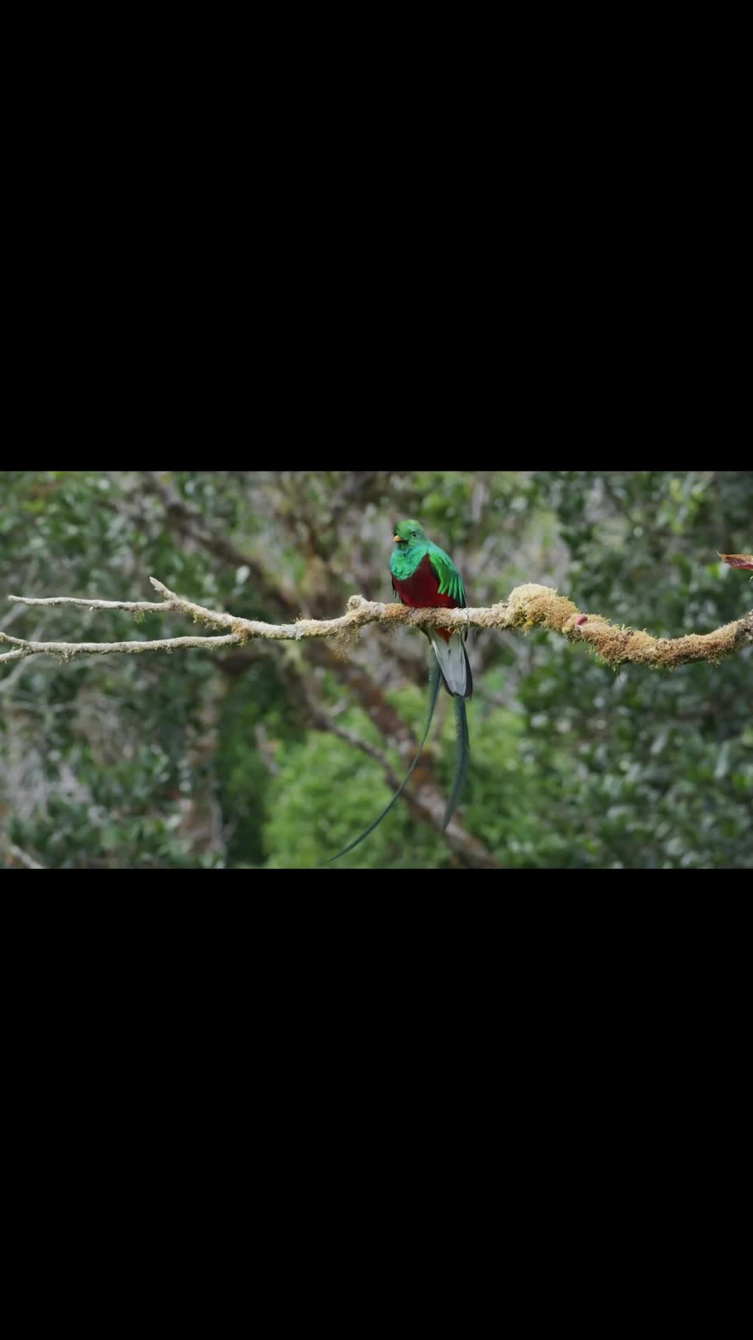 ✨🎶 “Maravilloso Quetzal” 🎶✨
Ave símbolo de nuestro cantón y orgullo de toda la región.
En celebración del Día del Quetzal en Guatemala, desde Costa Rica nos unimos compartiendo este hermoso video dedicado a un ave que le ha dado tanto a nuestra familia, a nuestro lodge y a nuestro cantón 🌿🐦.
Queremos agradecer a Eugenio Navarro, Gilbert Brenes, Rubén Fonseca y Jesús Bonilla por su talentoso trabajo y por compartir esta obra con la comunidad 🙏.
#DíaDelQuetzal #MaravillosoQuetzal #CostaRica #ParaísoQuetzal