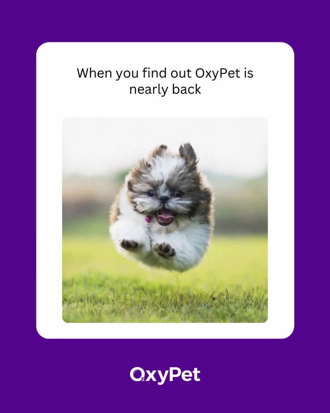 When you find out OxyPet is coming back in stock… 🐾
Stay tuned for a new bottle, new packaging and a new unitive protocol for your dogs.
The No.1 hydrating and daily oxygen supplement for your pets.
🔗 Be first to get OxyPet it when we’re back in stock. Click the link and we’ll notify you:
https://www.oxypet.co.uk/product-page/oxypet-oxygen-water-subscription
#OxyPet #DogMemes #PetWellness #FlatFacedBreeds #FrenchBulldogs #PetParents #DogsOfInstagram #HealthyDogs #PetHydration