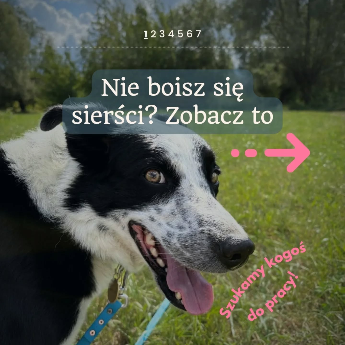 🐾 KONIEC WAKACJI, PRACA CZEKA!
Skończył się sezon urlopowy, a my znowu szukamy osoby do zespołu Merdu-Merdu. Jeśli lubisz psy, ale nie boisz się pracy fizycznej i potrafisz myśleć samodzielnie — czytaj dalej.
👉 Kogo szukamy?
Szukam osoby, która:
✔ ma dobrą organizację pracy — ogarnianie hotelu dla psów to m.in. pilnowanie rutyny
✔ myśli samodzielnie i nie czeka na każdą instrukcję
✔ jest w dobrej kondycji fizycznej — kilkanaście spacerów dziennie to norma, nie wyjątek
✔ ma doświadczenie z psami (w pracy lub prywatnie, ale świadomej)
✔ posiada prawo jazdy i samochód — do Leoncina trzeba jakoś dojechać, a w razie czego trzeba dojechać do weterynarza
🦴 Na czym polega praca?
– spacery i aktywności z psami (dużo i regularnie)
– karmienie i dbanie o porządek
– praca z psami w domu tymczasowym (niektóre mają trudną historię)
– sprzątanie terenu hotelu i przestrzeni dla psów
💰 Co oferuję:
– stawkę 33/h brutto
– umowę zlecenie
– wypłaty możliwe co tydzień
– elastyczny grafik (ale szukam kogoś dostępnego w tygodniu miedzy 8 a 16)
– możliwość nauki pracy z psami (różne typy psów, codzienne sytuacje, także elementy treningowe)
– darmowe treningi z własnym psem
📍 Lokalizacja: Leoncin, koło Nowego Dworu Mazowieckiego.
📞 Kontakt:
📧 kontakt@merdu-merdu.pl