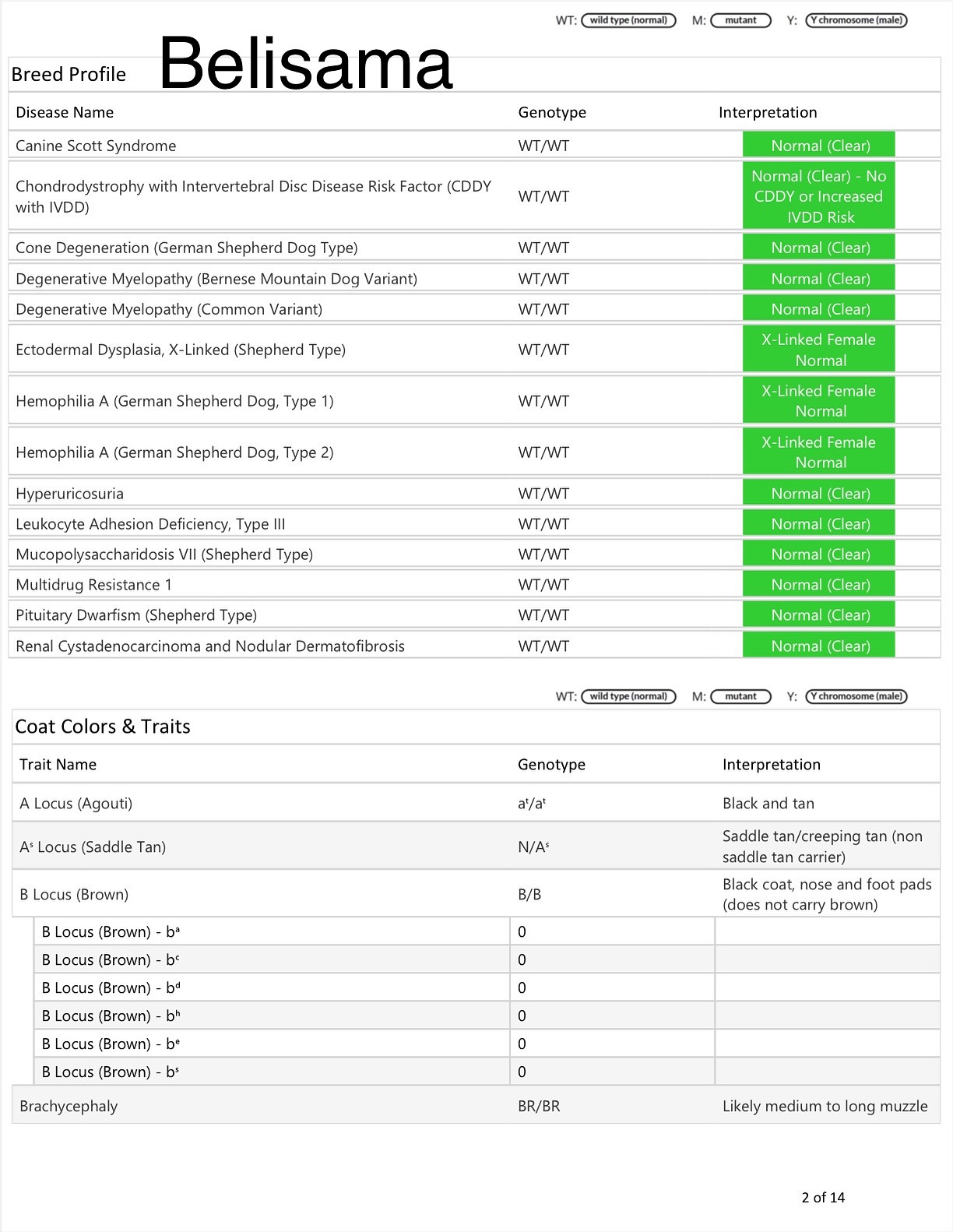 The B Litter DNA results are in!
Belisama 👑 - DM Clear, Not a Long Coat Carrier
Bronté 💌 - DM Clear, Long Coat Carrier
Baylor 💚 - DM Carrier, Not a Long Coat Carrier
Bastian 🩵 - DM Carrier, Long Coat Carrier
Breaker 💛 - DM Carrier, Not a Long Coat Carrier
All of the puppies were tested using AKC DNA + Health, super happy with the process and will be using them for all of my future litters!
3 Boys are still Available
•
•
#germanshepherd #germanshepherds #germanshepherdpuppies #workingdog #sportdog #igp #frenchring #psa #akc #ukc #blackgermanshepherd #bicolorgermanshepherd #iabca