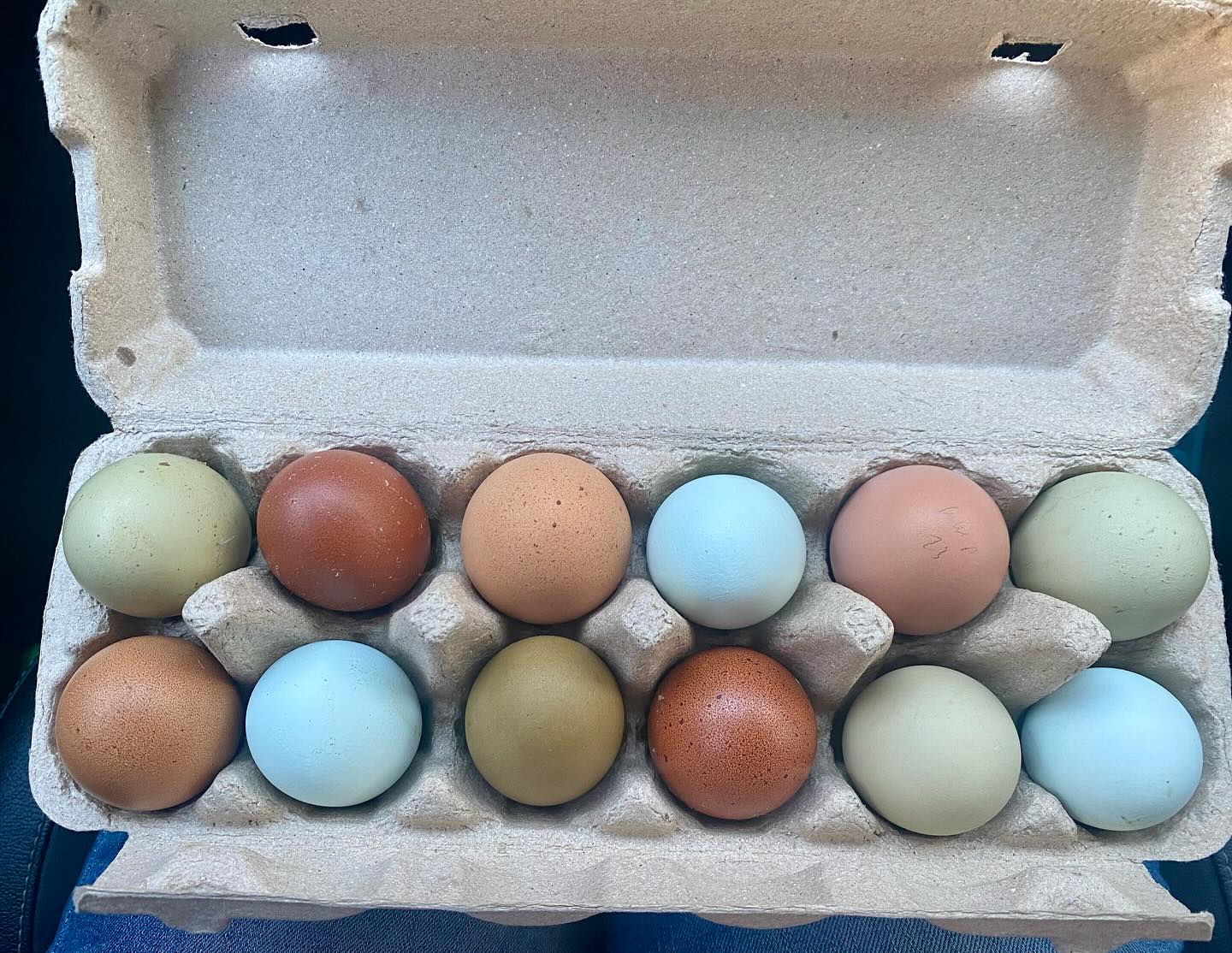 Just picked up these beautiful eggs to hatch in our incubator after loosing our entire flock to a fox a couple of months ago. Rainbow eggs from heritage breeds are taking the excitement of egg collecting to the next level. Thanks @chickenmadaus
