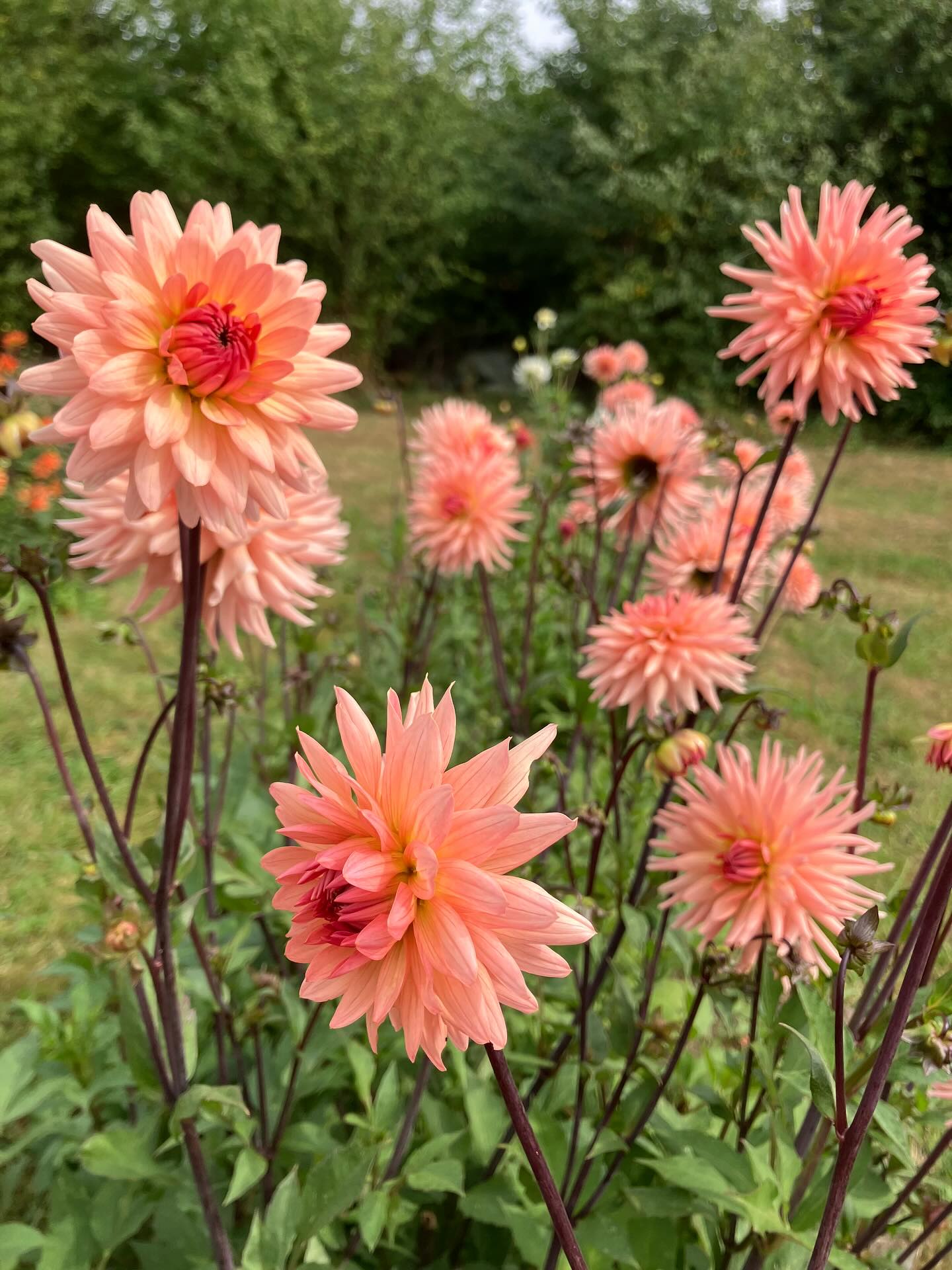 Fredags-fyraften i Blomstermarken 😎🍺🍷🌸
På nuværende tidspunkt har hverdagen nok indfundet sig hos de fleste, og det bedste ved arbejdet er jo som bekendt fyraften 🫣😃
Vi skal også have drukket noget af al den gode vin vi har købt hos @cepagevin inden vi skal over og købe noget mere 🥳😜
Det kan vi ikke klare selv, så derfor inviterer vi til Fyraften i Blomstermarken. Vi åbner flaskerne ved 15-tiden og tror de (og vi) holder til ca. 17.30
Kom og vær med 🦋💚🌸
Malene & Camilla