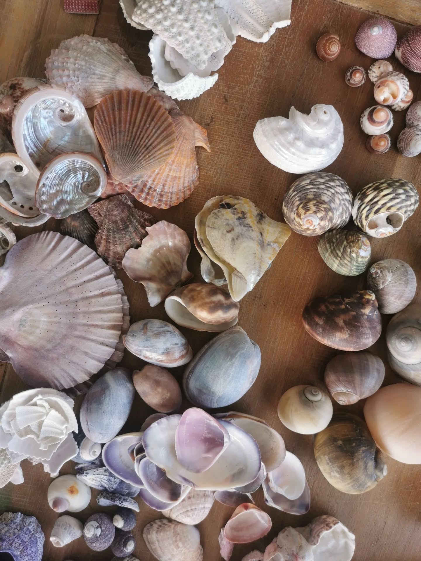 Which shell catches your eye first? 🤍🌙 Screenshot it + send it my way.
I’ll reveal the wisdom it holds in The Shell Oracle. 🐚✨ Xoe