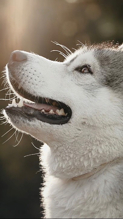 Fue un placer pasar la mañana con @los_villacharra y su familia en Madrid el mes pasado🤍
Os dejo uno de los vídeos que hicimos una preciosa mañana🫶
Gracias guapísimos!
#fotografiacanina #dogphotographer #fotografodeperros #perrosespaña #dogphotography #fotografiaperruna #sonyespaña #huskysiberiano #huskiesespaña #siberianhusky