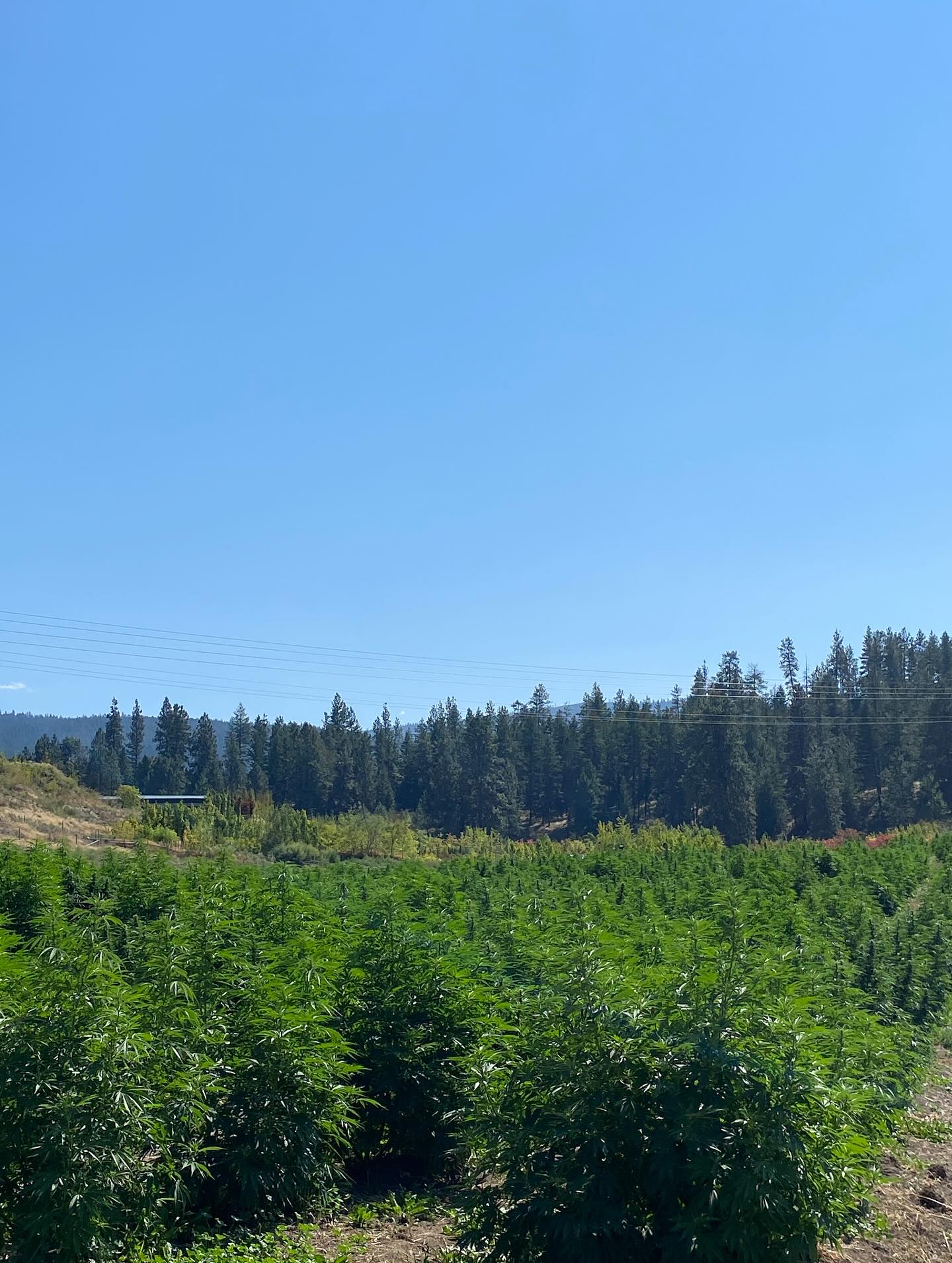 To see the fields and plants looking this healthy is a real point of pride. Yes, we do a lot of small things to make sure it happens:
1 - we use a mychorrizae (fungi) powder on the seeds and as a root dip on our transplants that helps the plants to better communicate, absorb nutrients and efficiently utilize water;
2 - we use organic bone meal and blood meal to add nitrogen and phosphorus to help plants grow;
3 - we make our own compost tea with worm castings, organic chicken manure and kelp and we finish with a bat guano and kelp tea foliar and root application for growth and flowering support;
4 - then there’s the countless hours of pruning, loving and weeding…
5 - followed by our use of Plant Talk to ensure a balanced biome and morphogenic field;
6 - and cover crops to increase organic matter and fix nitrogen in the soil;
7 - and the high frequency sounds we play in the fields (this season was all about 528 hz and 432 hz music).
You’d think we’d know for sure all these things would mean a robust and healthy crop, but Mother Nature is not something we ever dare to be so foolish as to predict. You can do everything right and still lose your whole crop to an unknown variable, or you could just make one mistake and….poof…an entire year of work and revenue gone.
This year, we made plenty of mistakes and encountered plenty of unknowns that almost crippled us already. And we’re going to feel the impact of them on our revenues. But for now, we take pride in the health and vitality of the fields as they are. That, is no small feat.