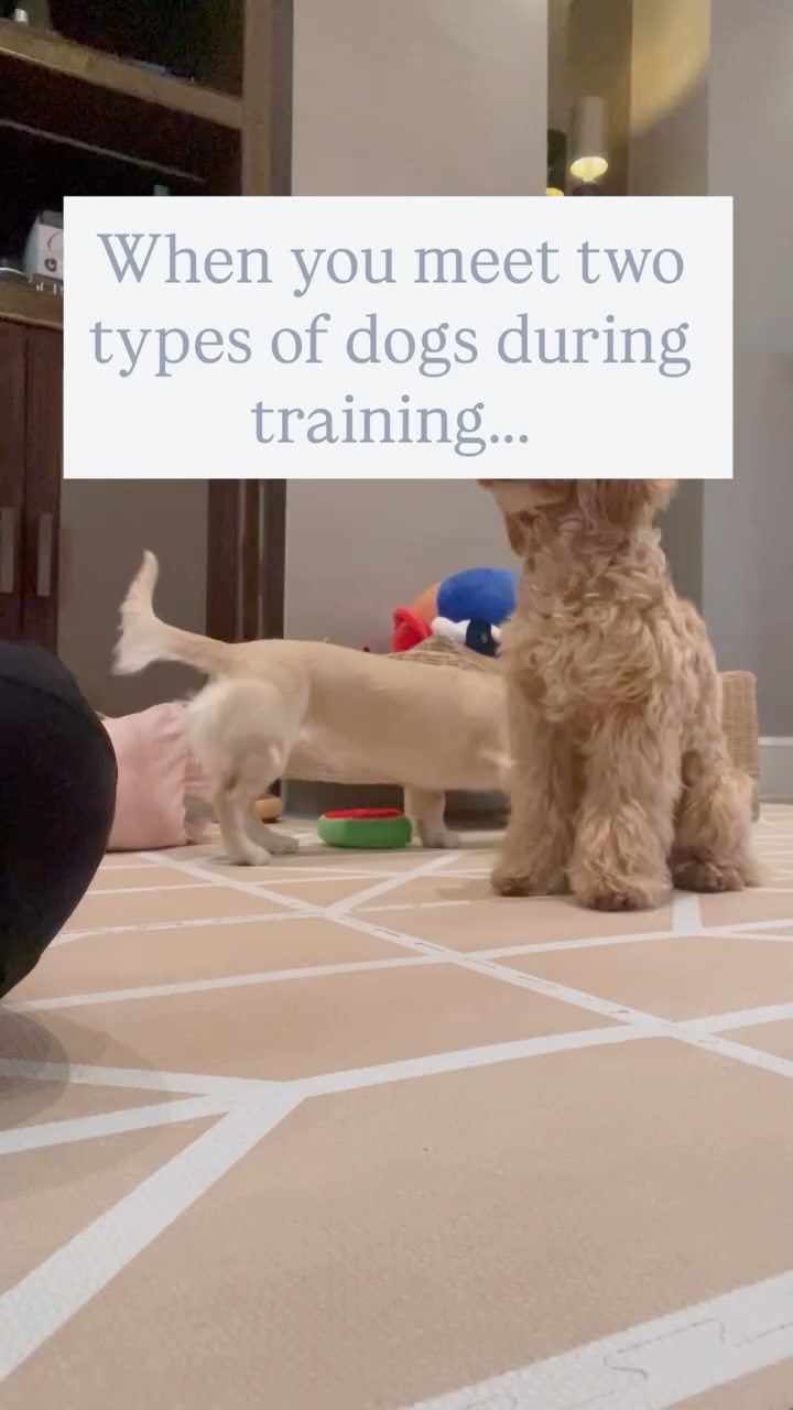 Which one is your dog? 👀
The Overachiever (can’t wait to show off) or
The Rebel (doing everything BUT what you ask)…
there’s always one 😅
Dog training is never one-size-fits-all 🐾✨
Tag a friend with a Rebel dog 😜
#DogTraining #PuppyTraining #DogTrainerLife #DogPersonality #PetParents #DogsofLondon #DogBehavior #TrainingTips