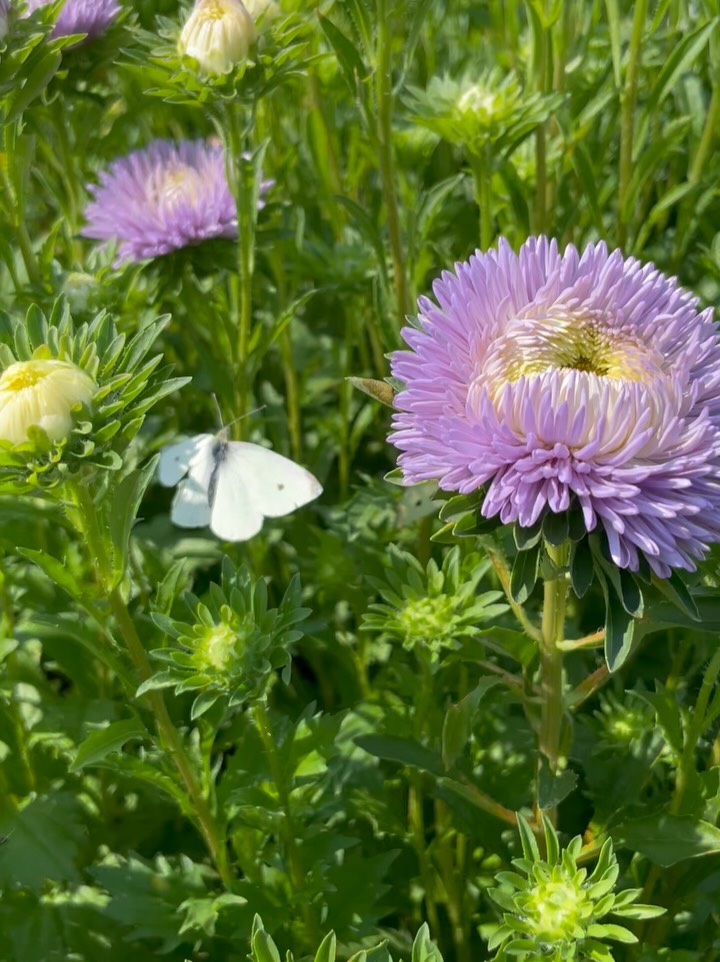 Nature always surprises us - these blooms were too cool not to share our ying and yang purple aster 💜